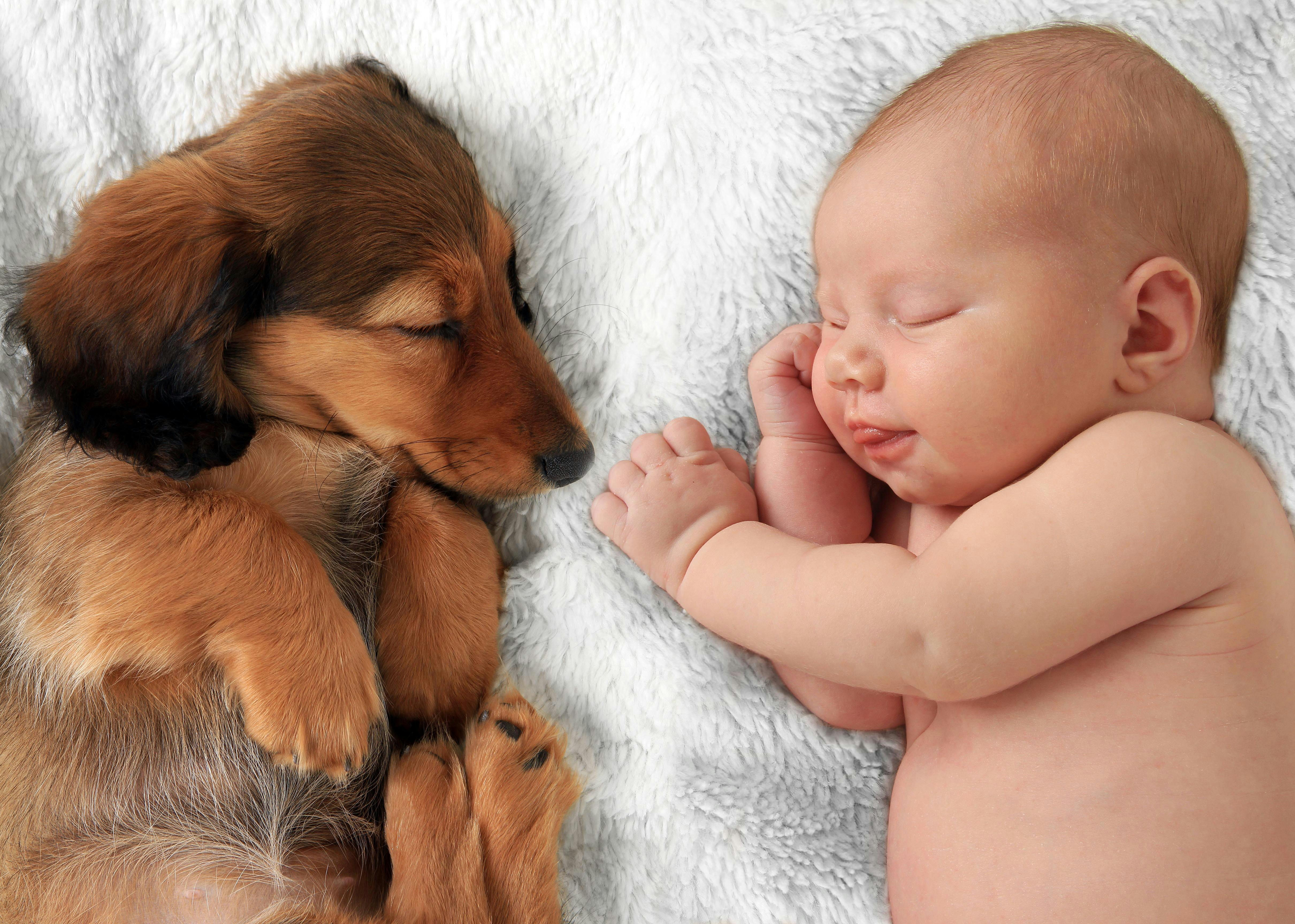 Hund med baby