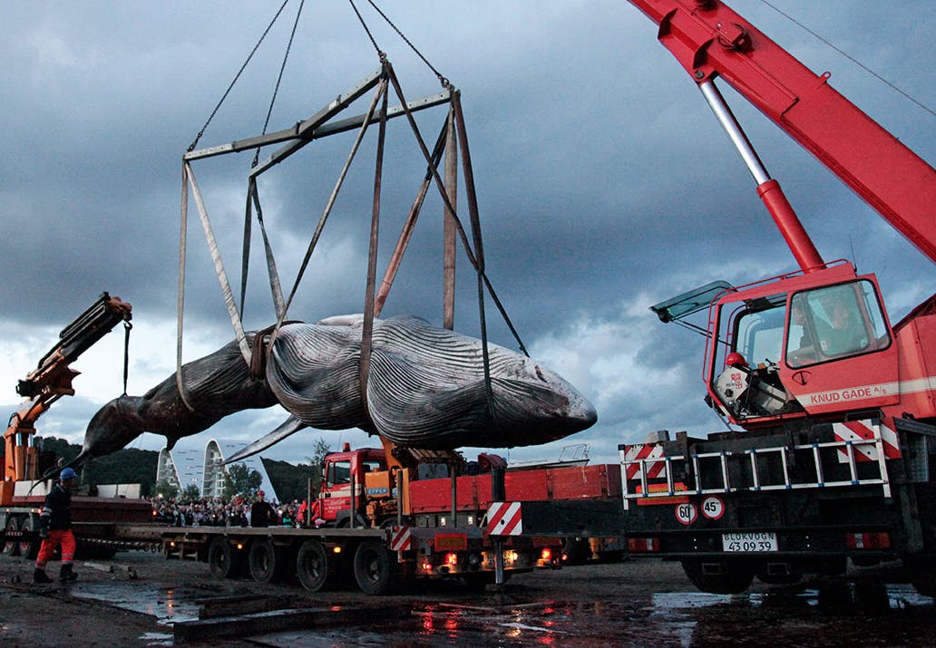 Walvissen Hoe kun je aan het oog zien hoe oud een walvis is? Walvissen Hoe kun je aan het oog zien hoe oud een walvis is?