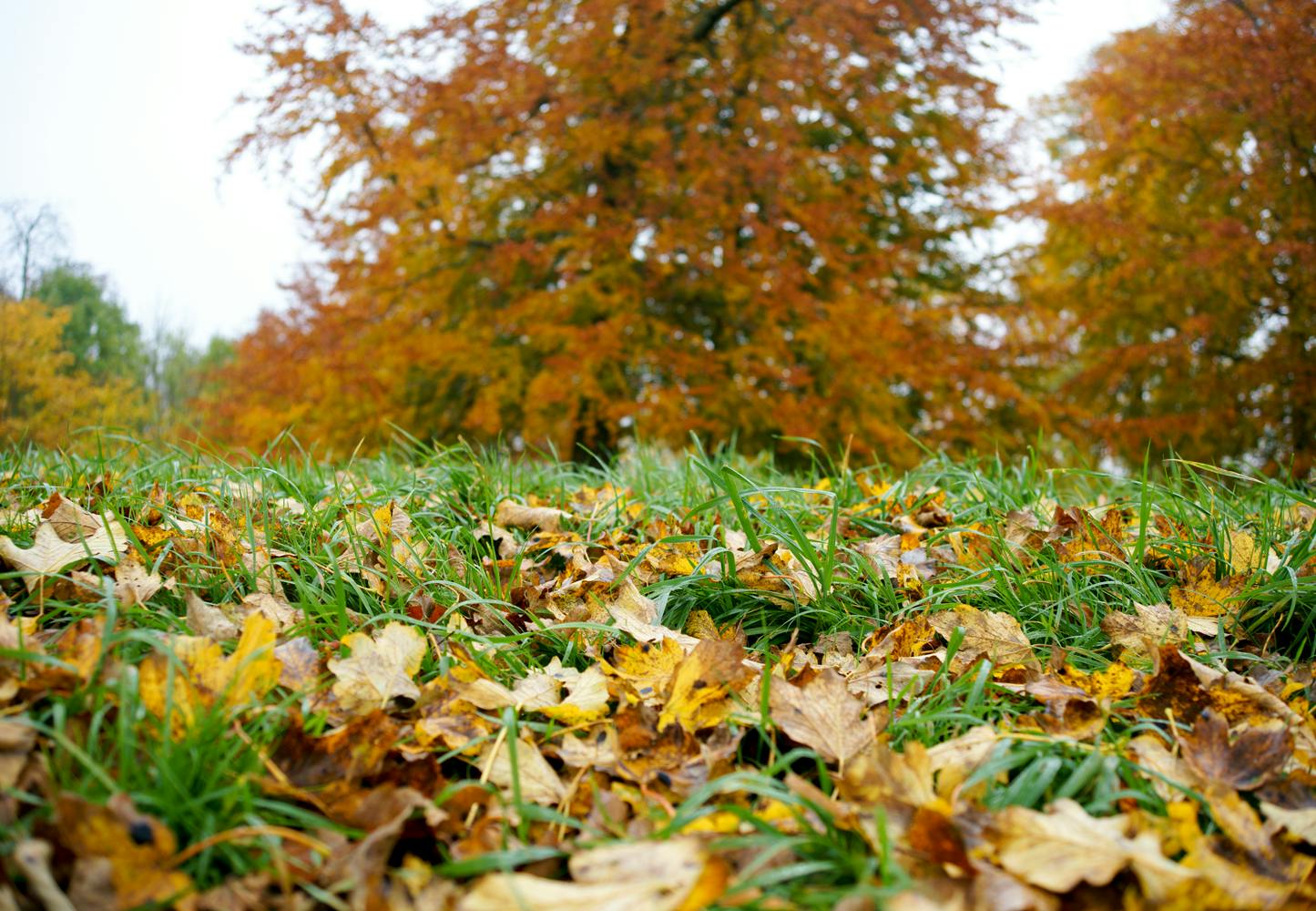 Leaves autumn