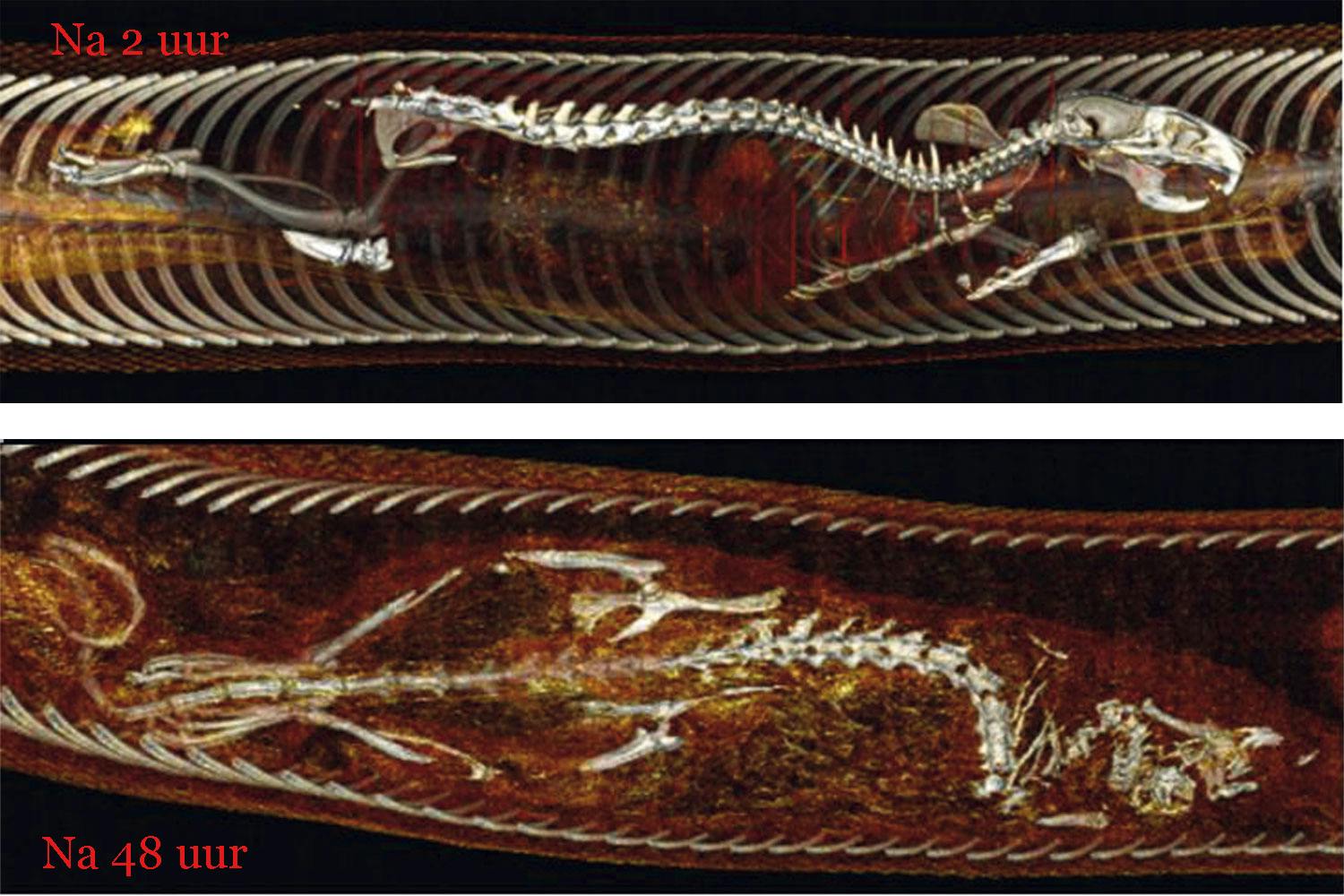X-ray of python