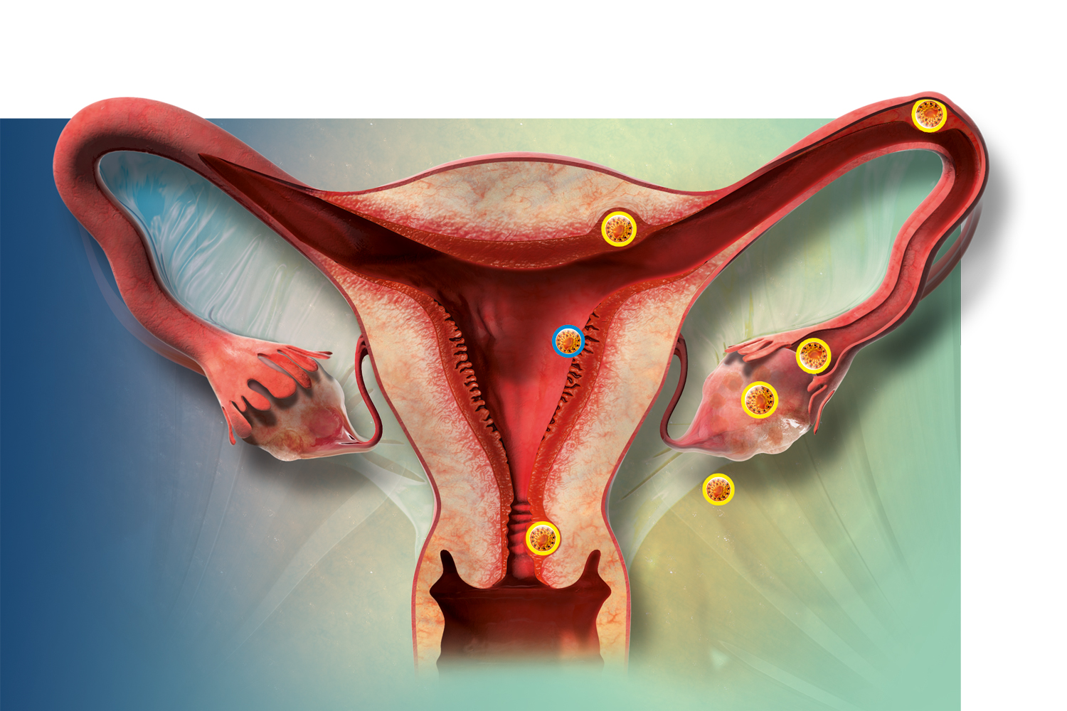 dyr og mennesker cyklus gravid dyr og mennesker cyklus gravid