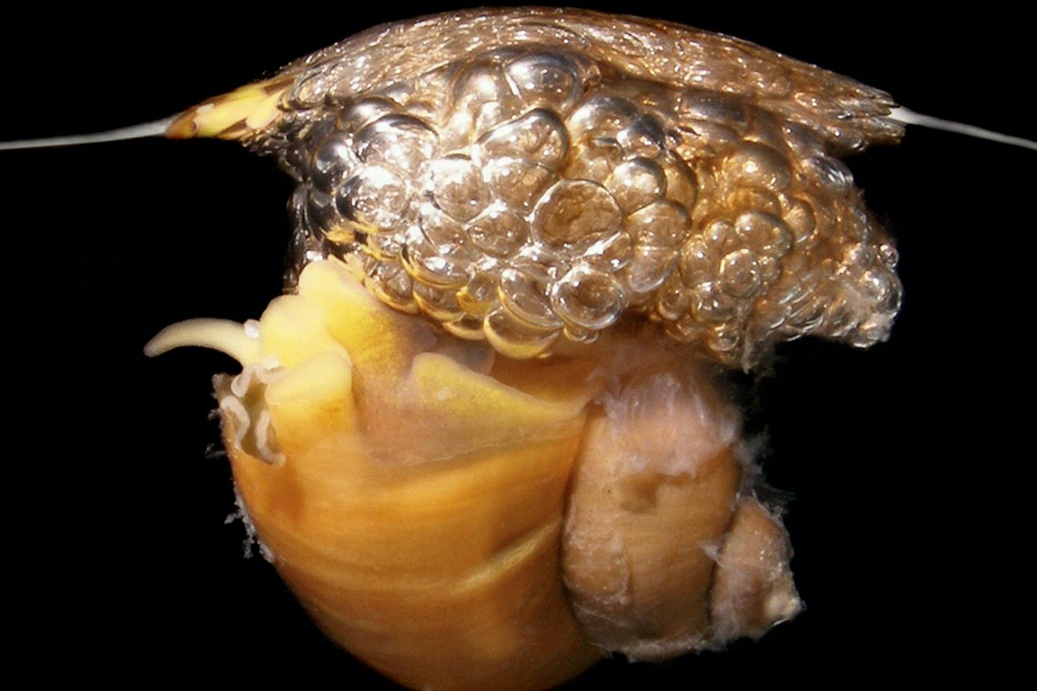 Recluzia snail