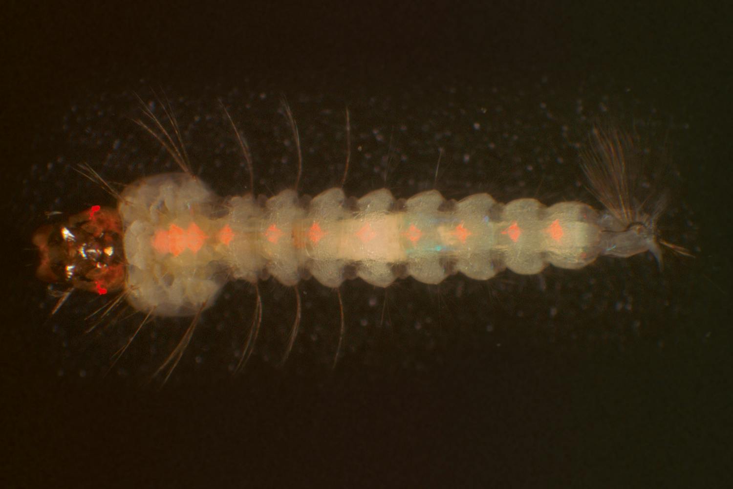 GMO mosquito larvae