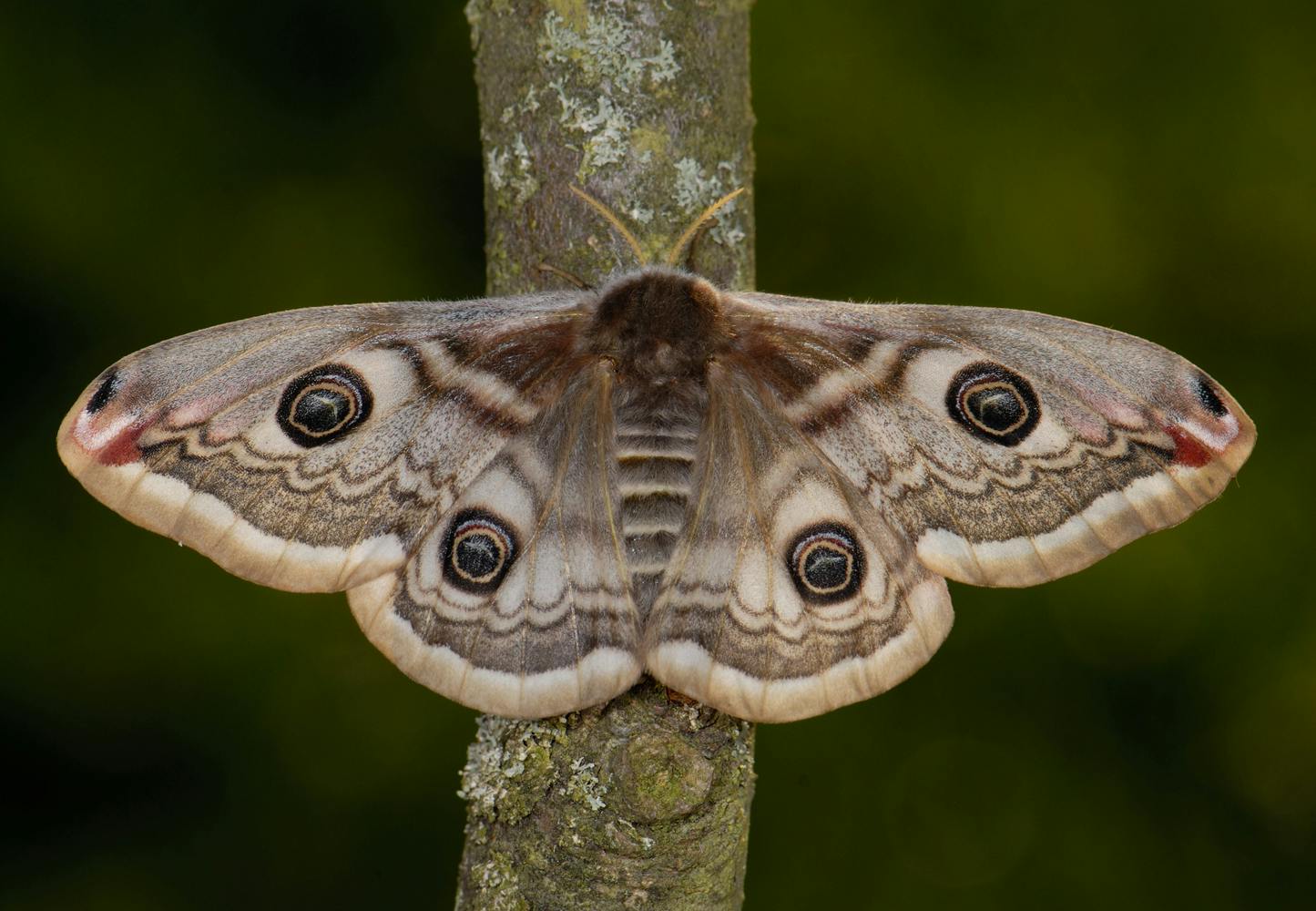 Butterflies
