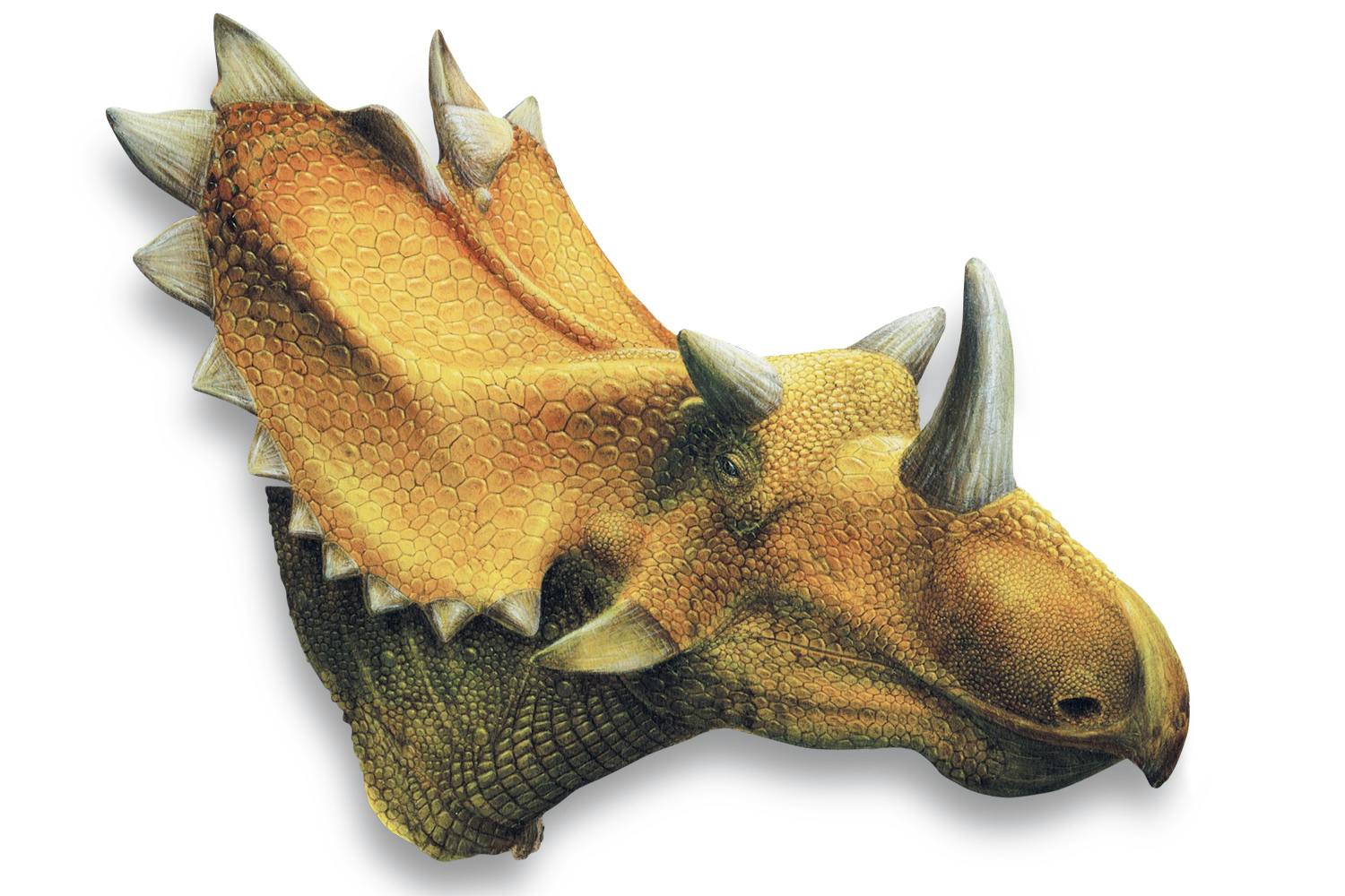 Utahceratops gettyi