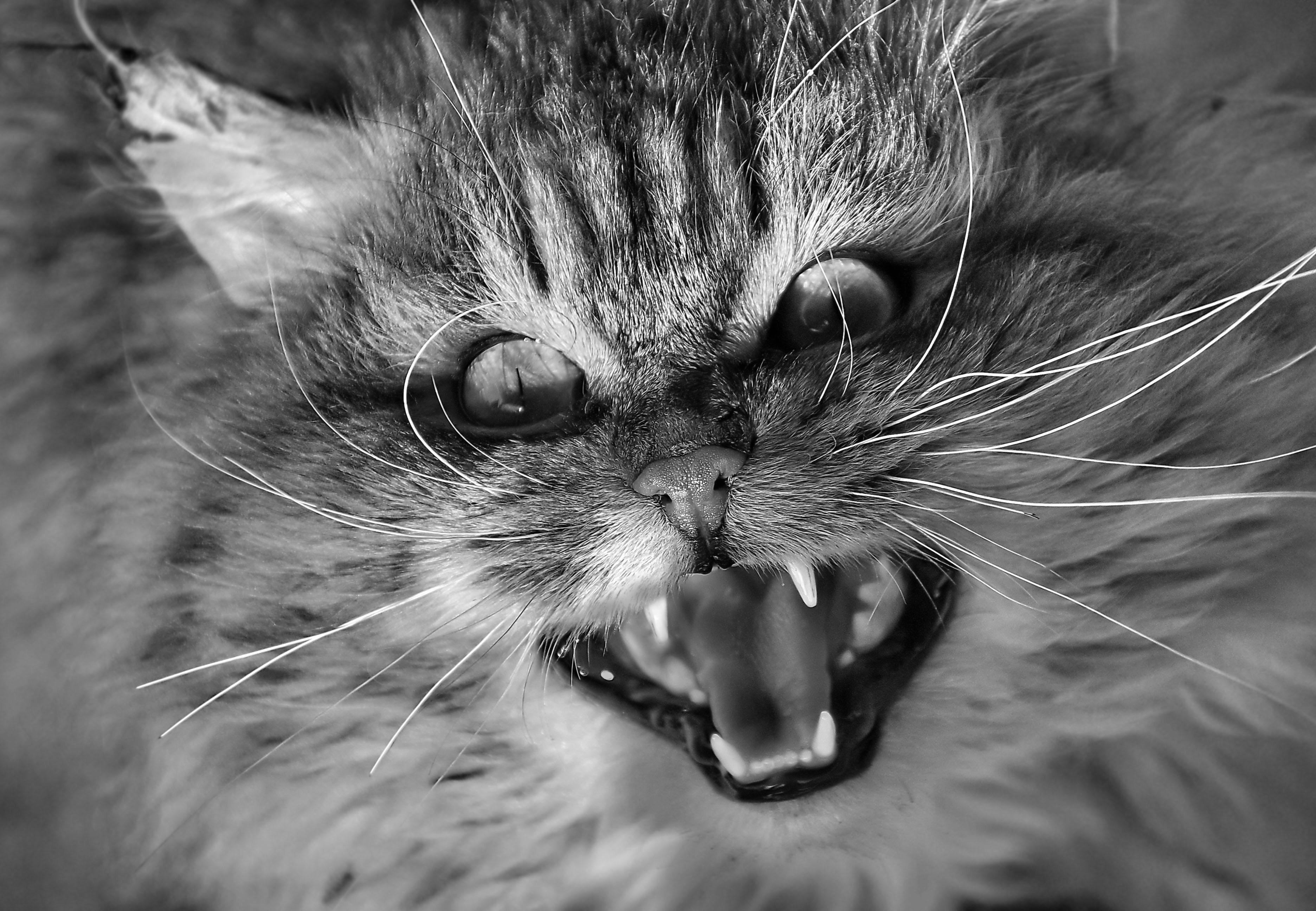 shutterstock_evilcatr.jpg