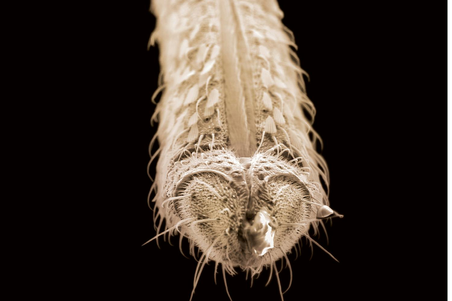 Mosquito mouthpart