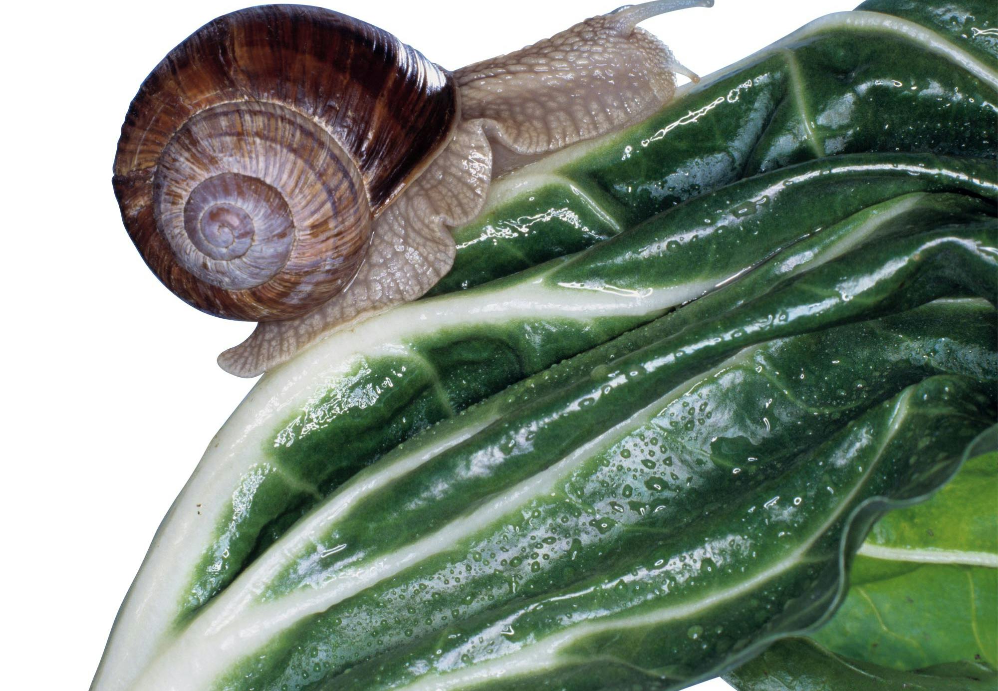 snail