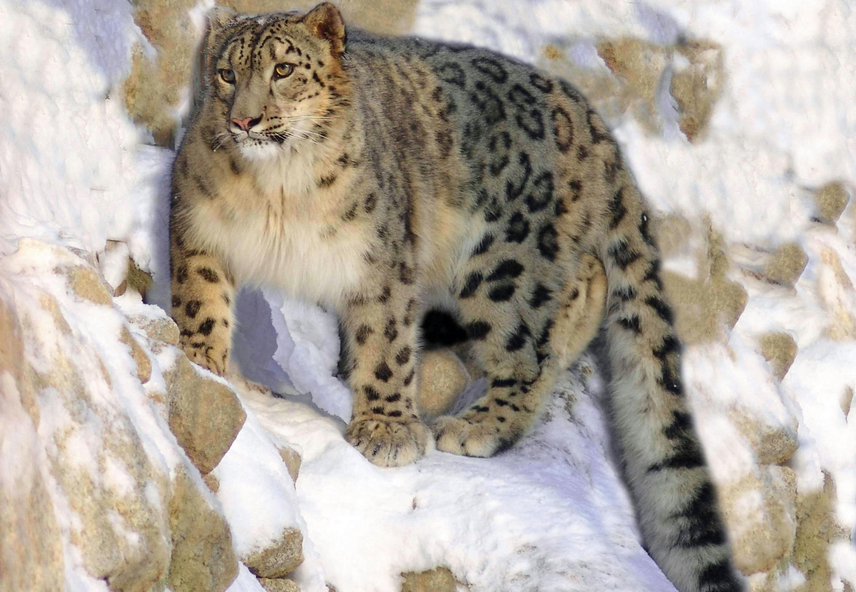 Sneleopard