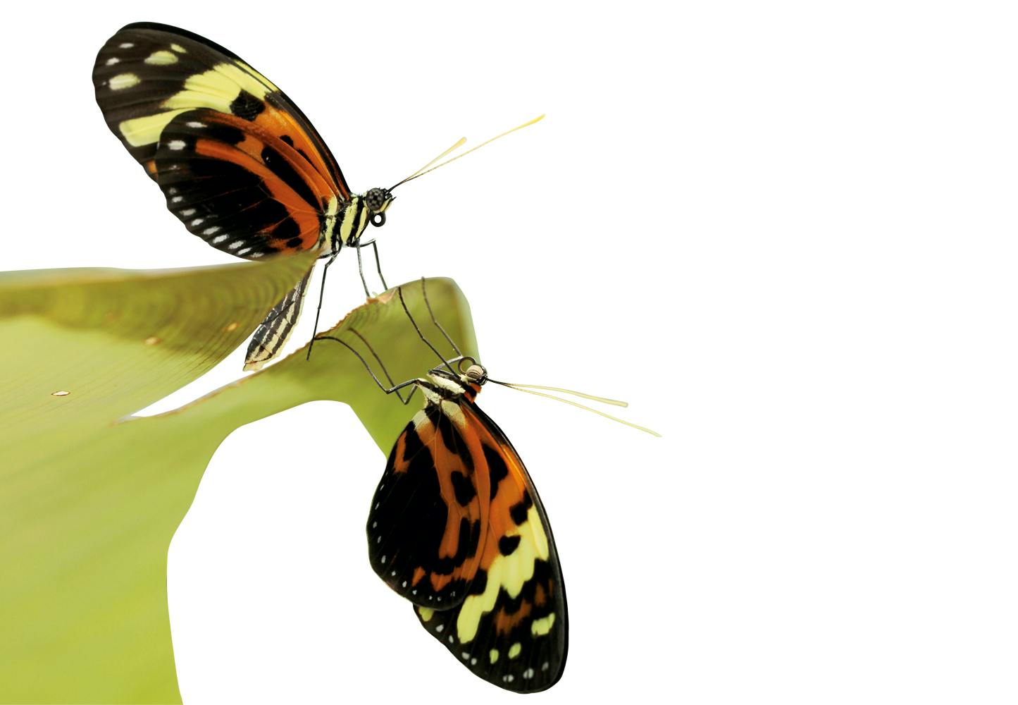 Heliconius numata