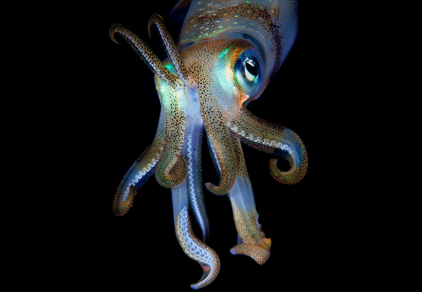 European squid