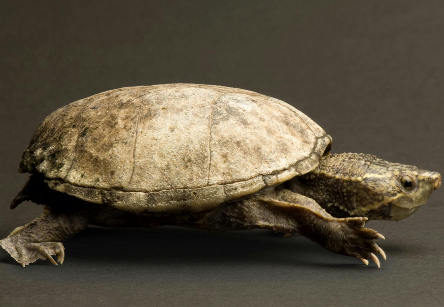 Schildpad ademt met zijn tong