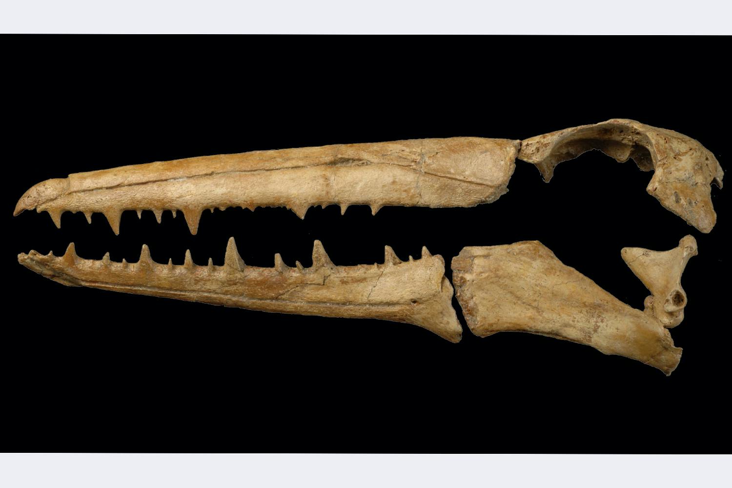 Pelagornis chilensis scull