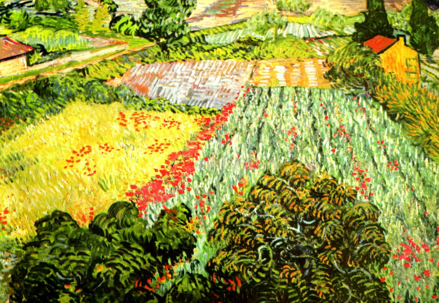 Field of Poppies