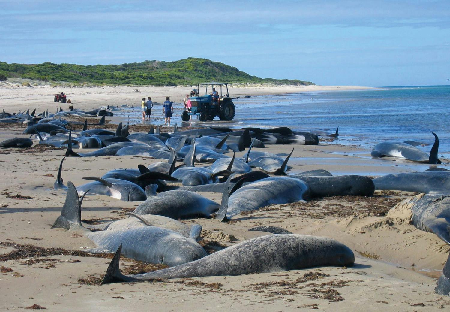Walvissen Hoe kun je aan het oog zien hoe oud een walvis is?