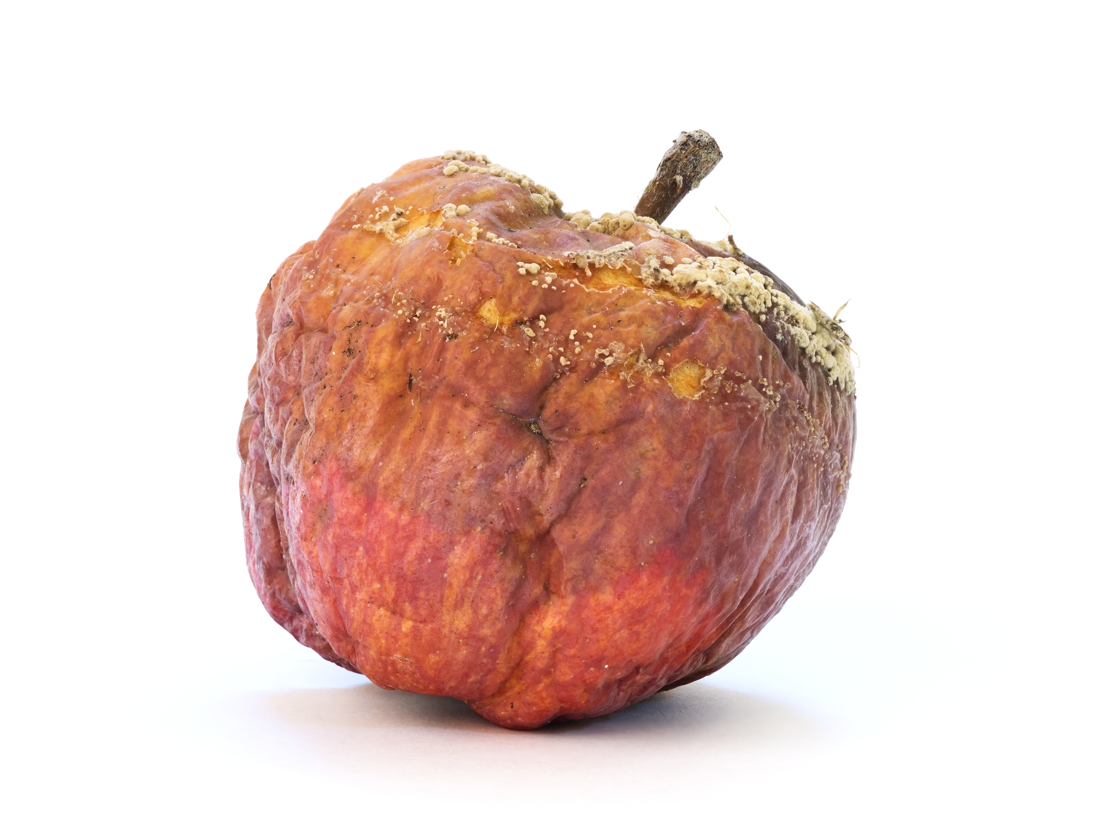 Rotten Apple Synonym