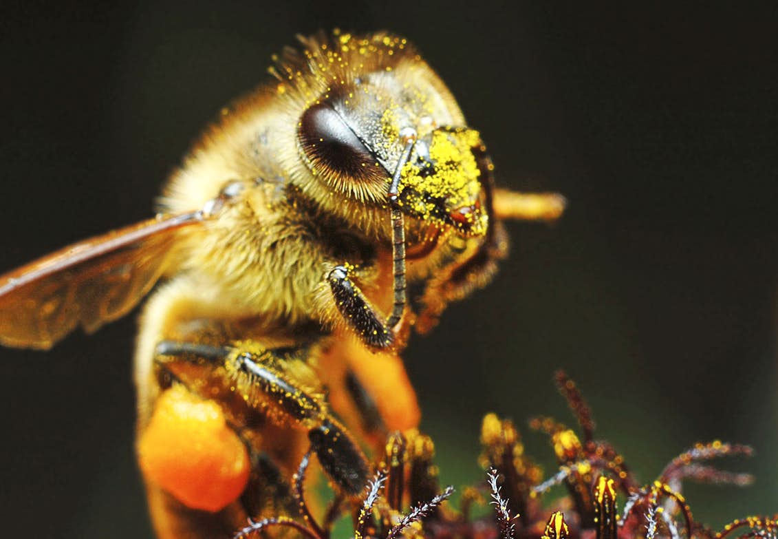 Närbild av geting som mumsar pollen
