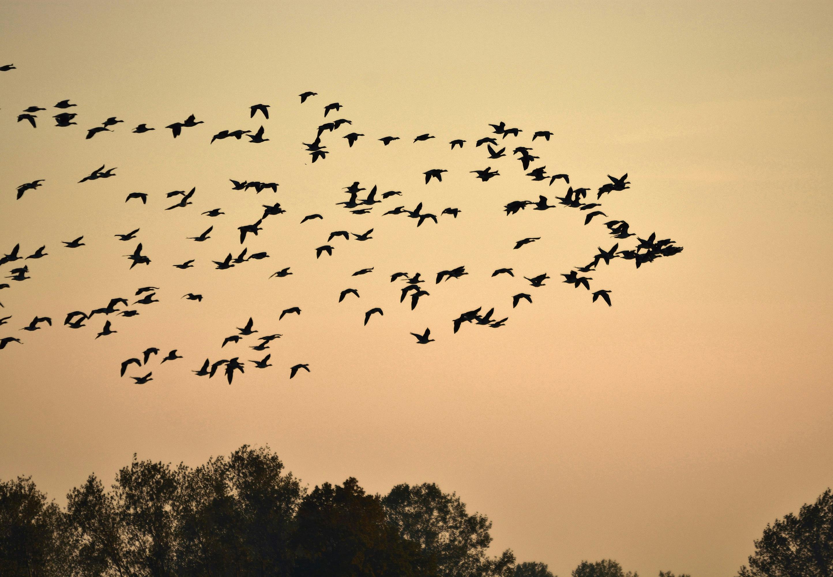 Bird migration