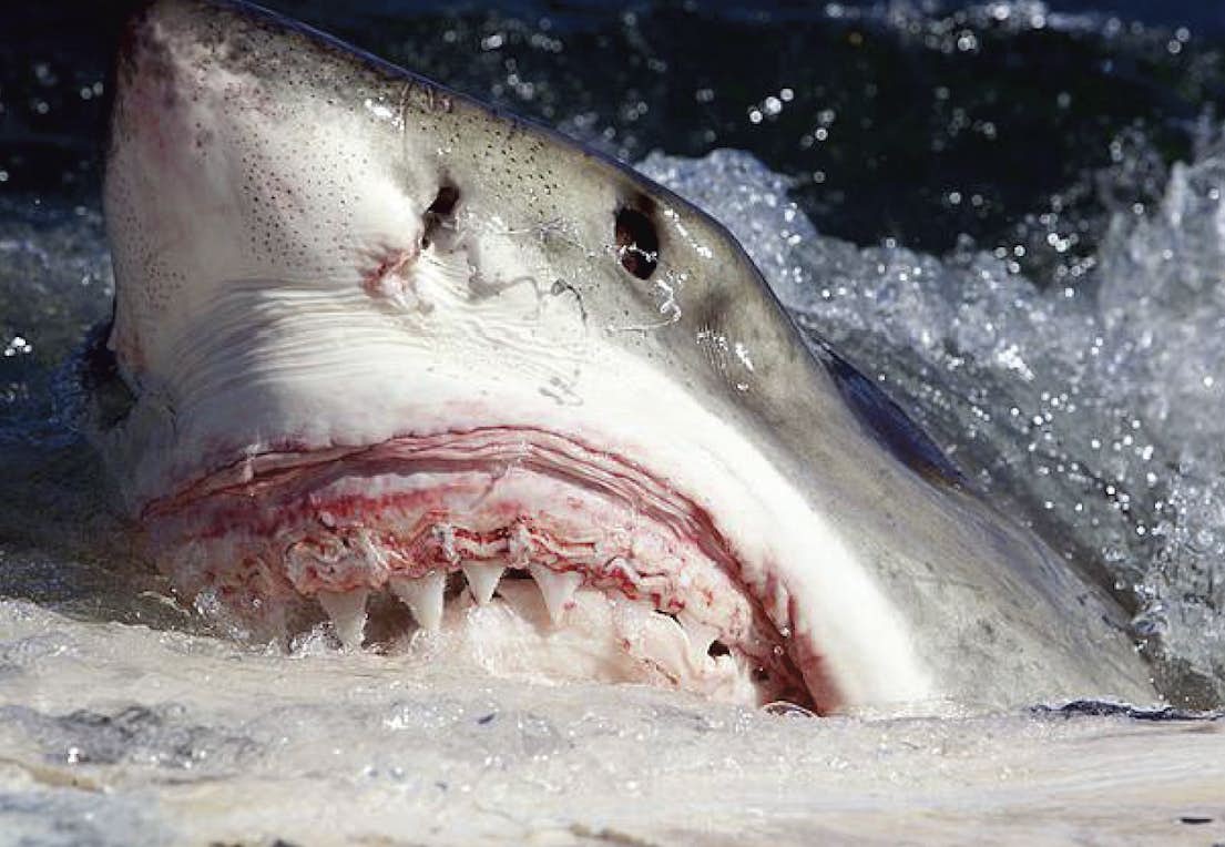 världens farligaste haj