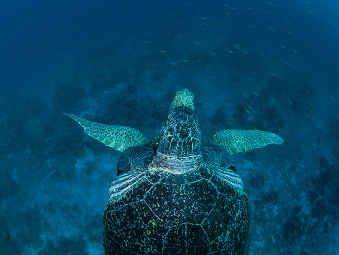 Thomas Peschak: Livet i atollerna | Natgeo.se