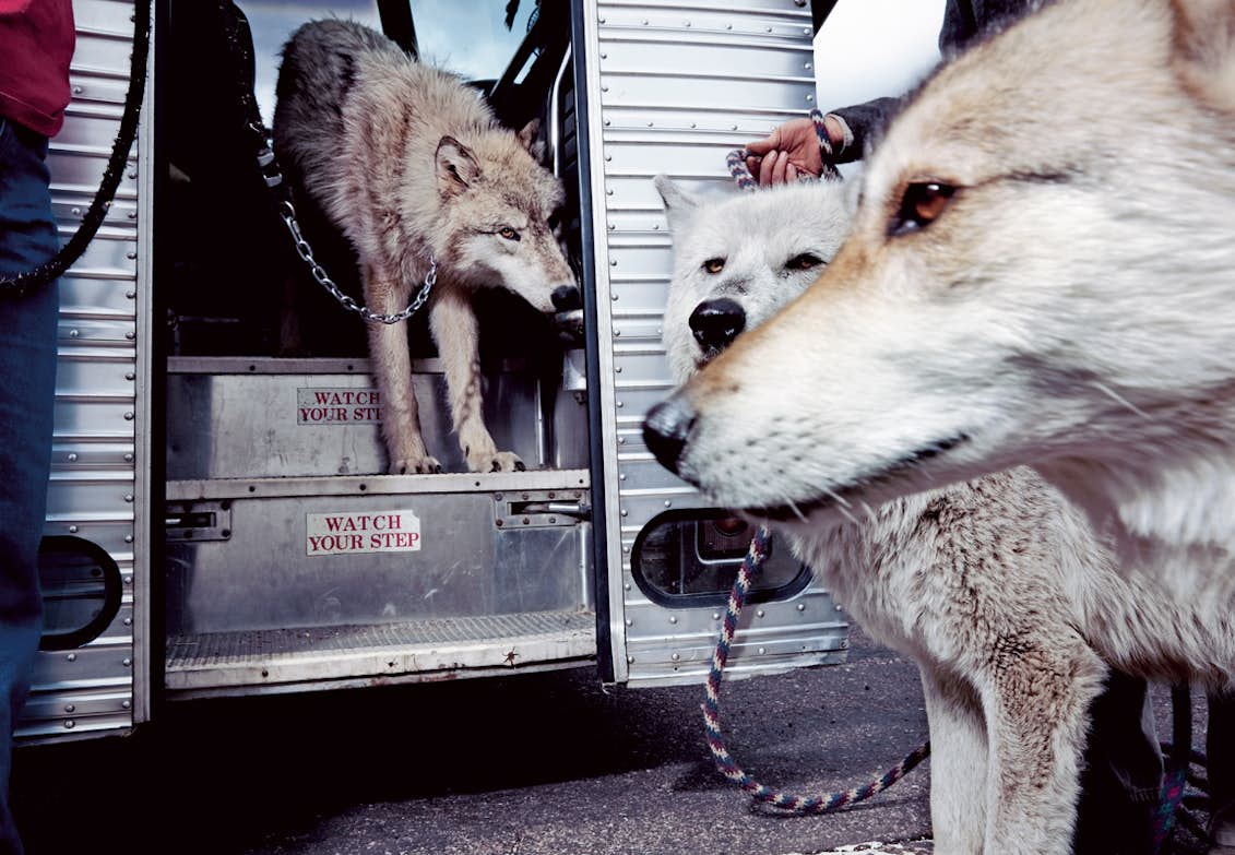 Sa Blev Ravarna Tama Natgeo Se