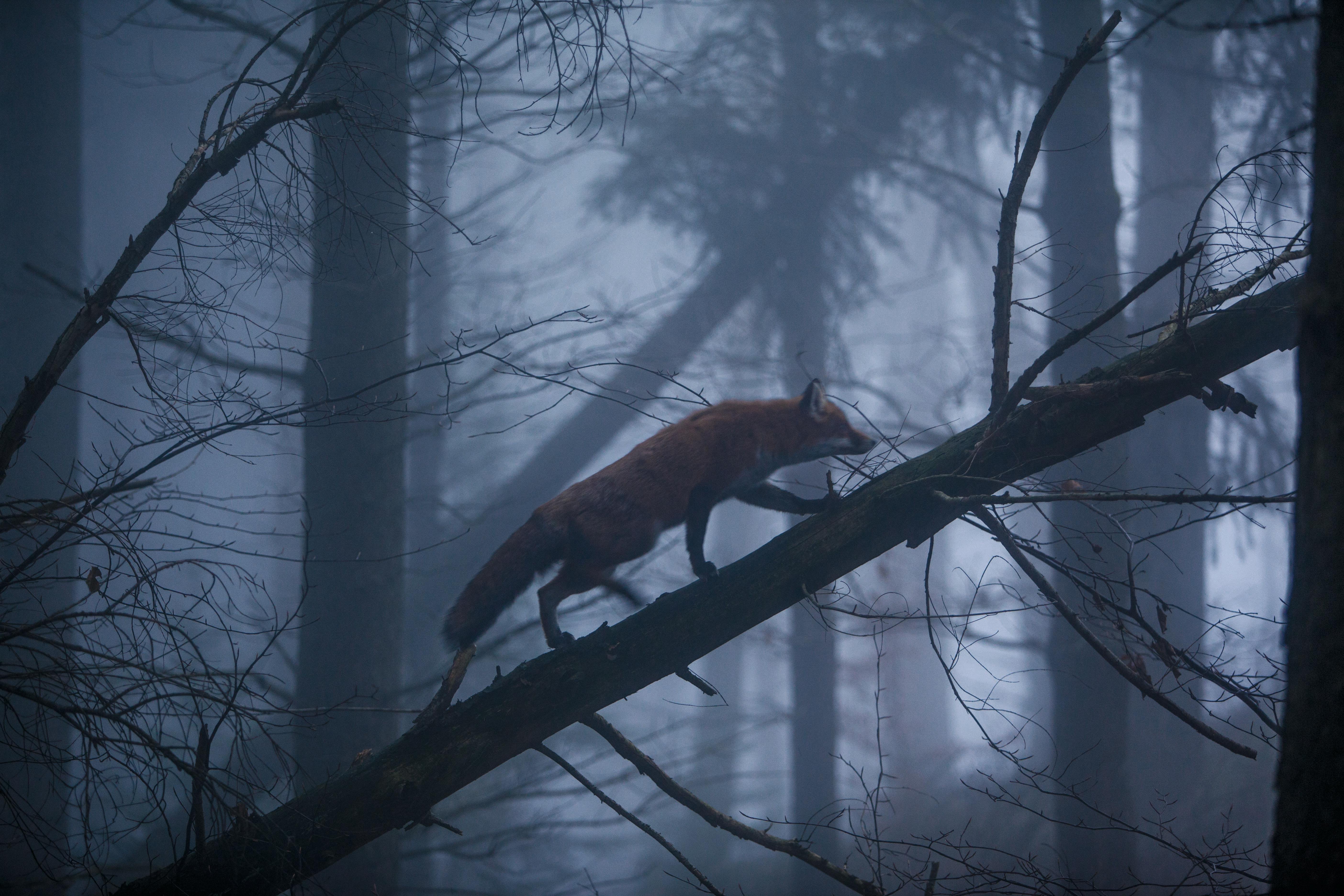 What Is A Red Fox In A Food Web