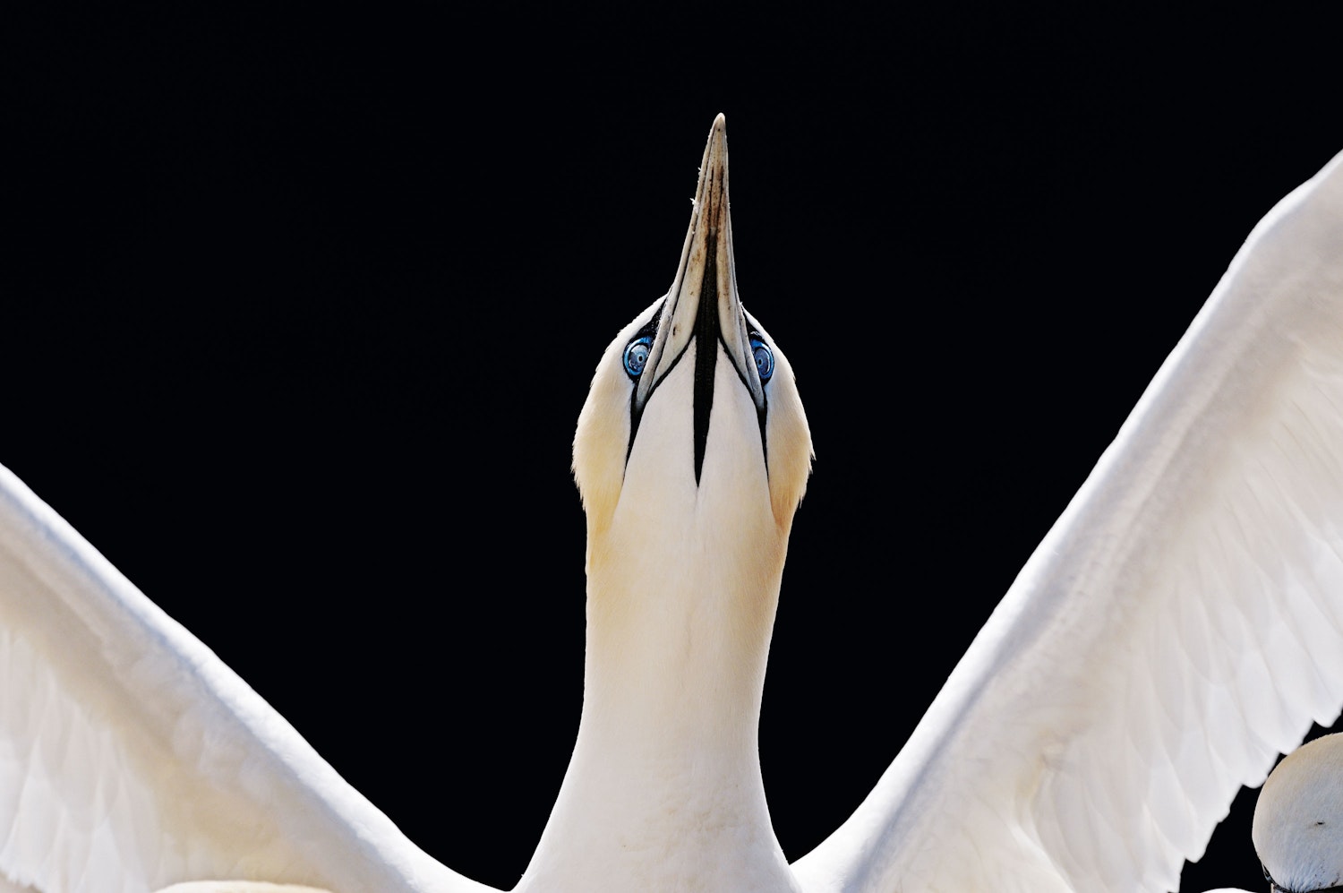 Sejlivede suler | Natgeo.dk