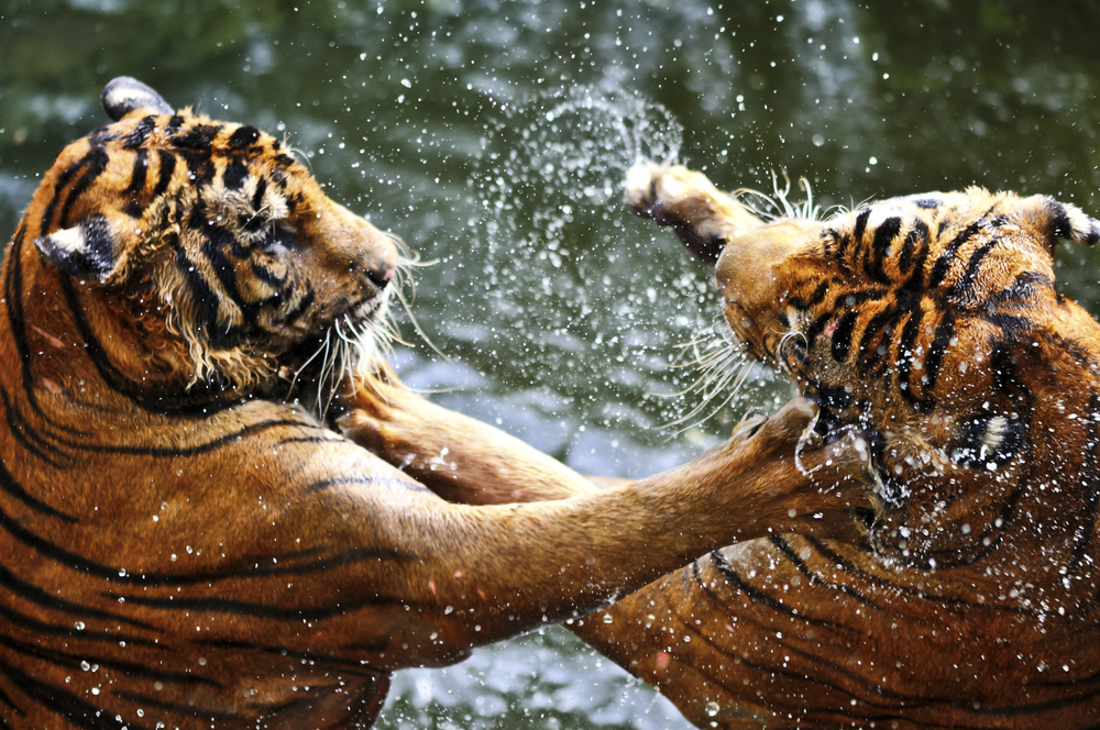 Store tigre com