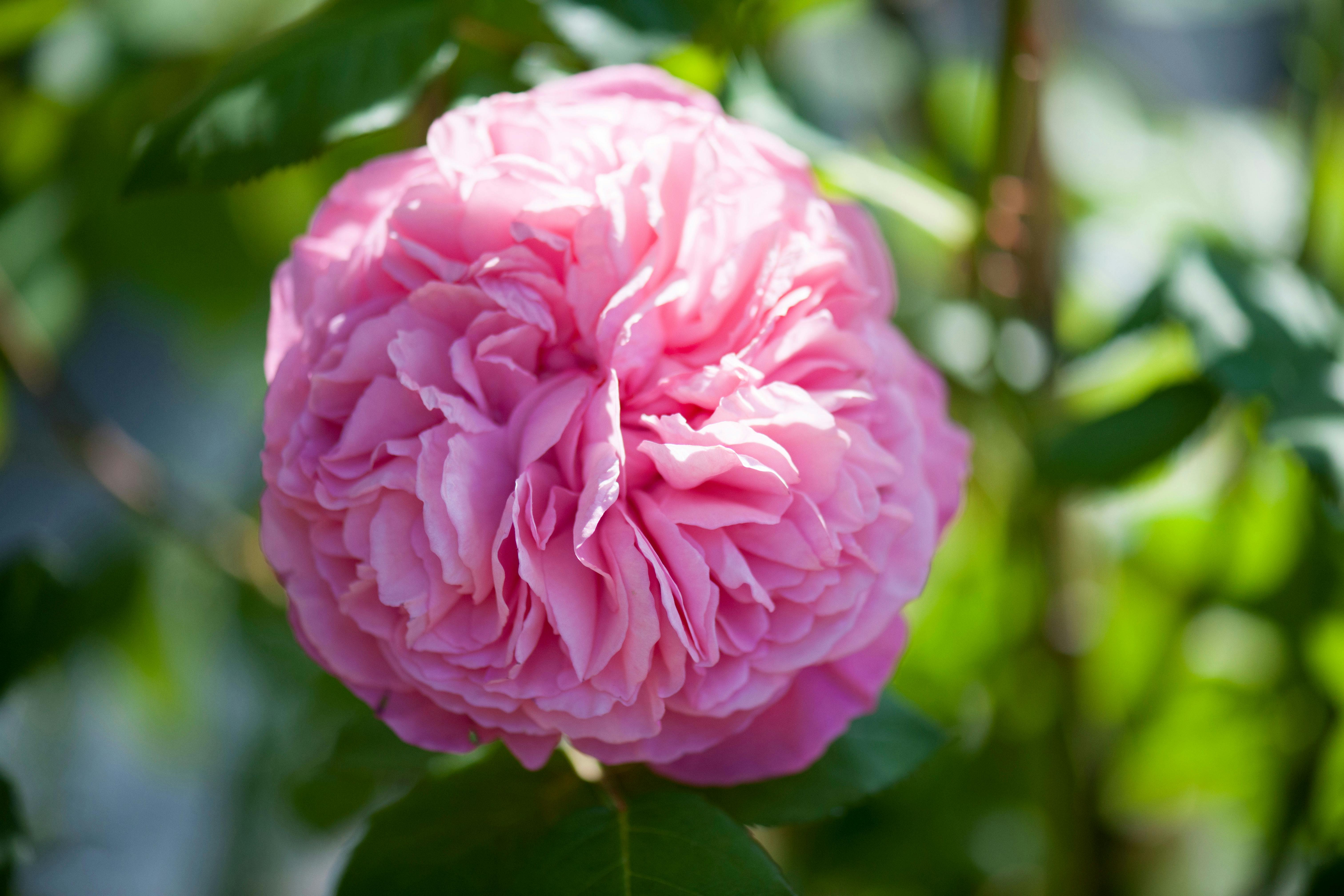 Floribunda - remonteret rose Floribunda remonteret rose i rosa.