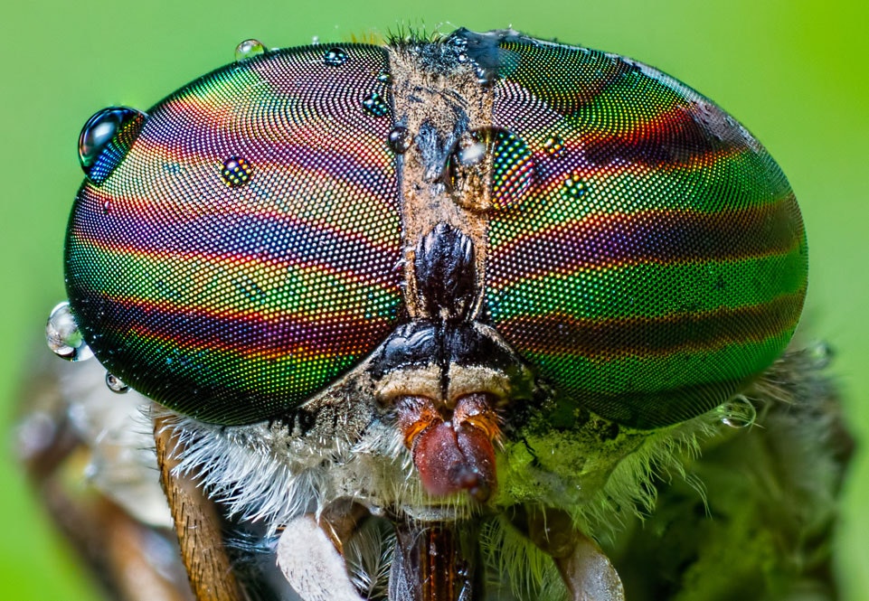 Insekter ser meget bedre end vi troede