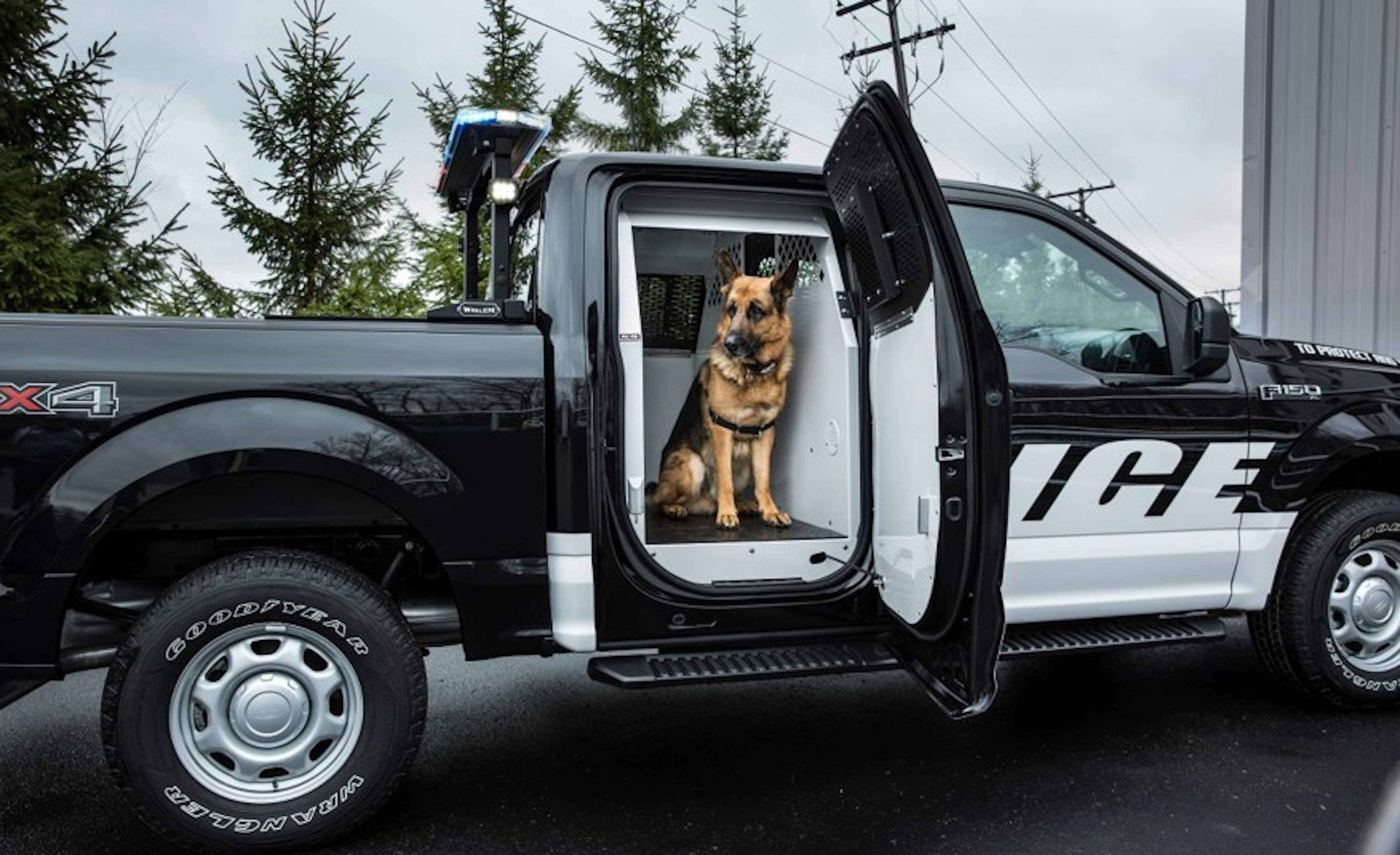 Fremhævet snack Kritisk Ford bygger særlig F150 pickup til amerikansk politis hundepatruljer |  Bilmagasinet.dk