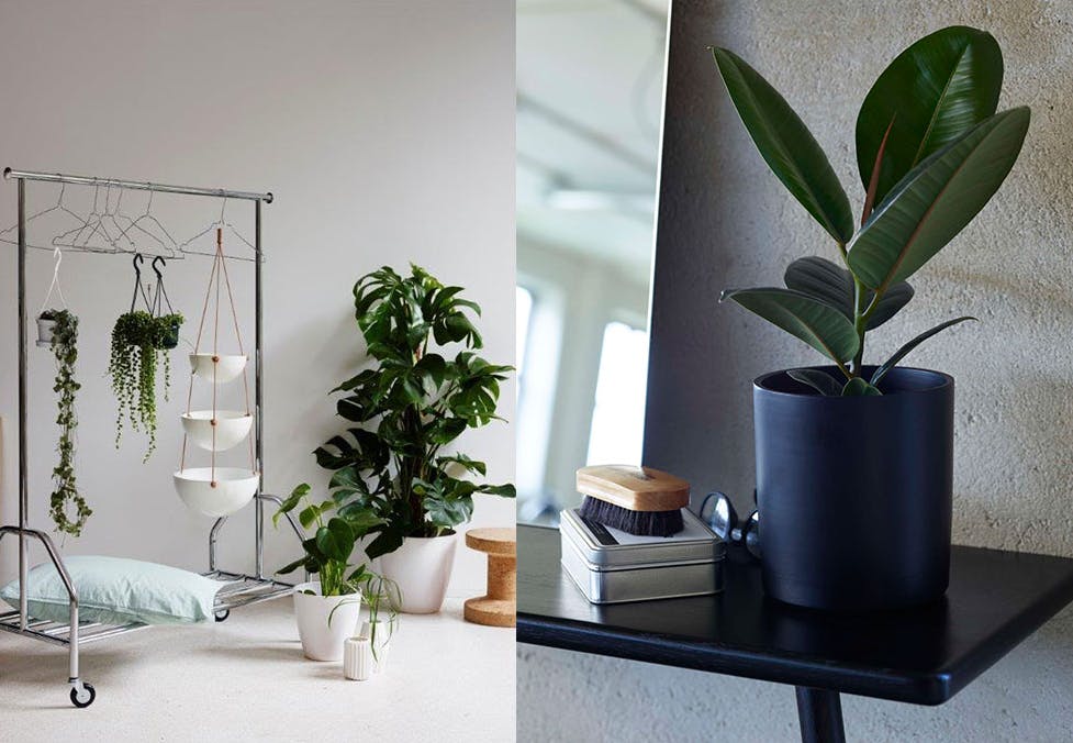 grønne planter alle kan holde i live