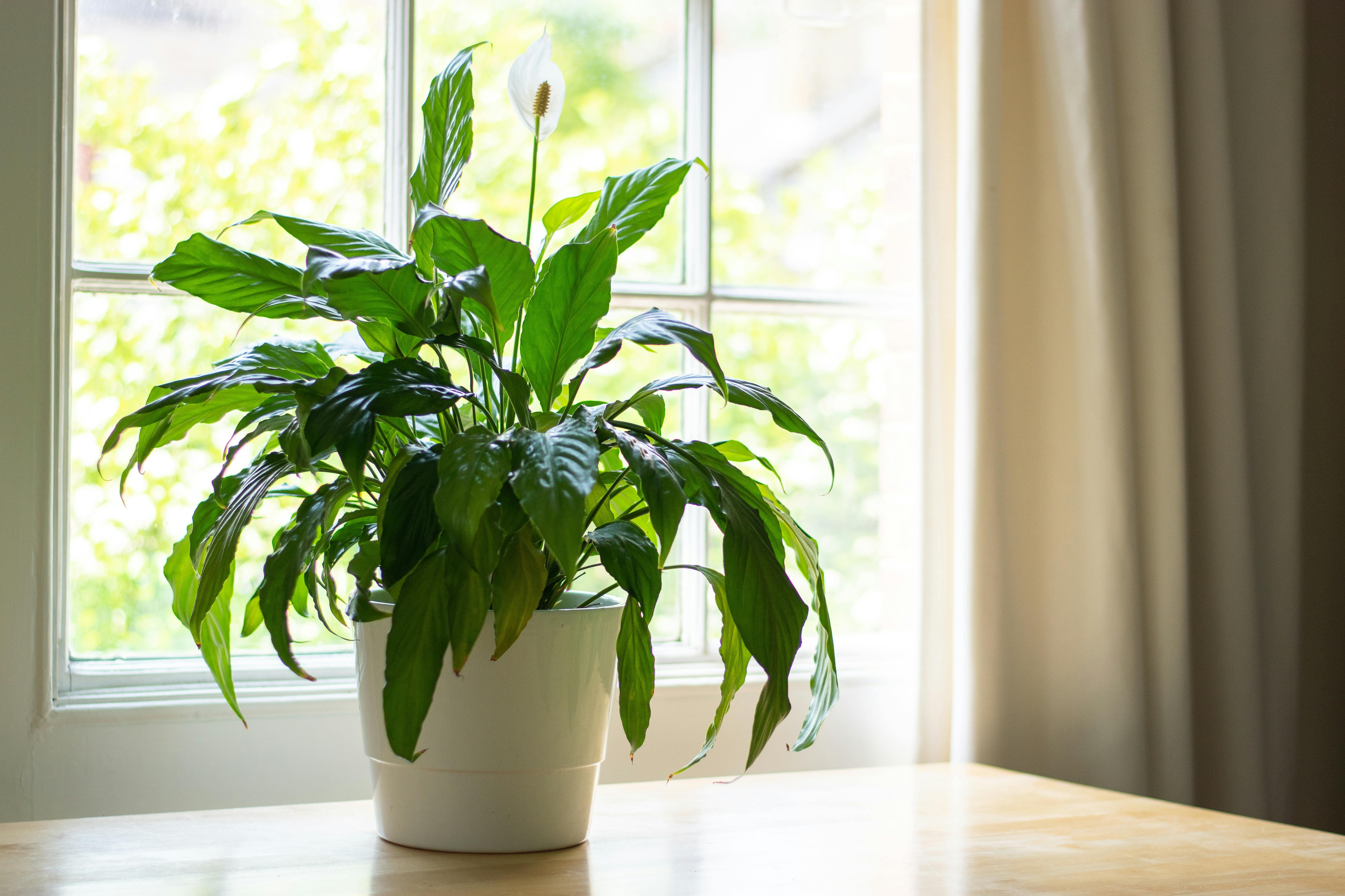 Fredsliljen er en god plante til badeværelset.