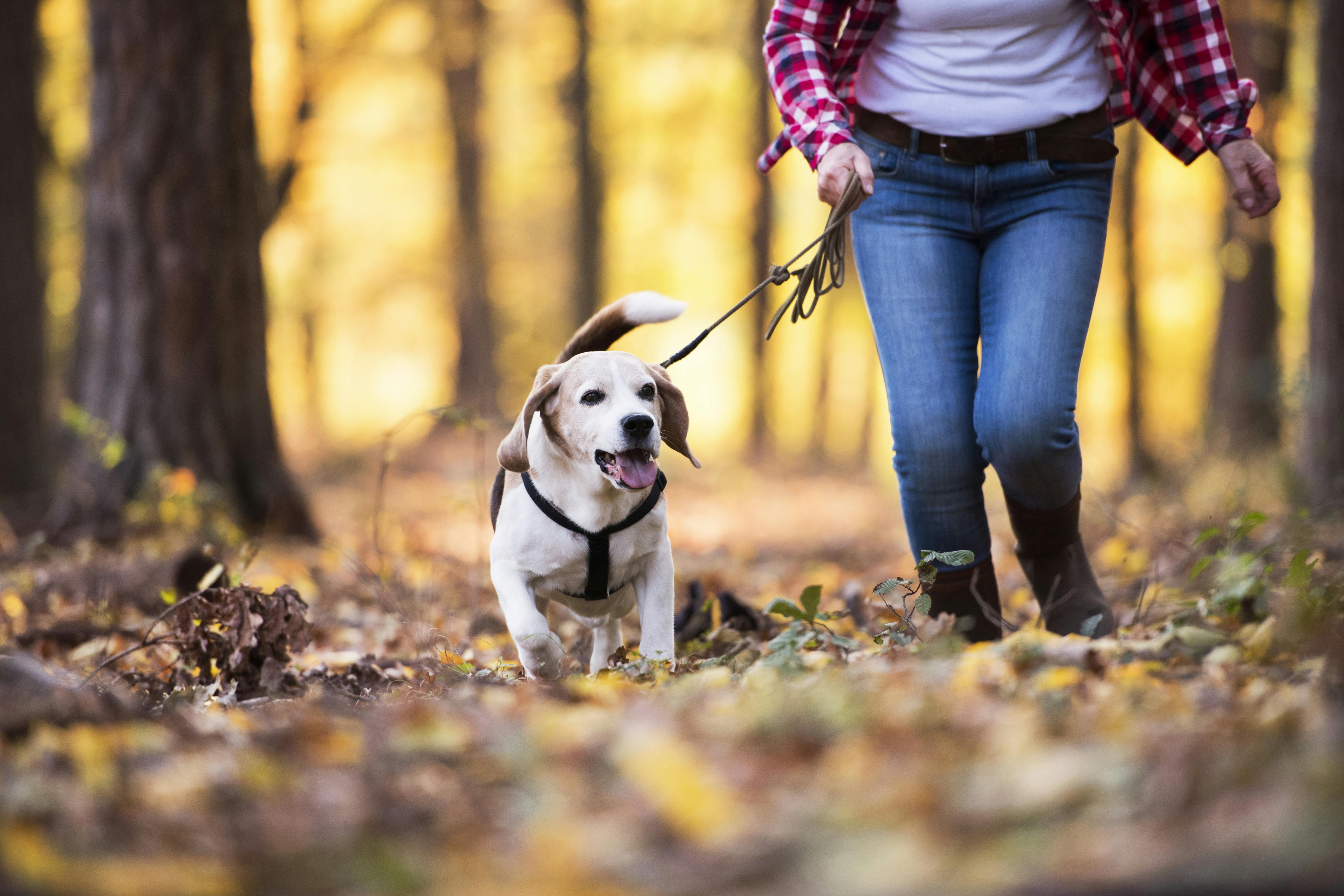 Så længe du har Fido i snor, kan du sagtens tage ham med i skoven. Gåtur med hund i snor