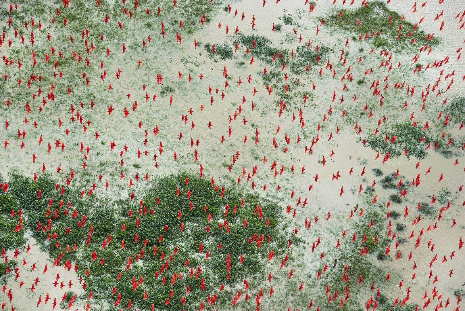 World Press Photo 2018 - Flamingoparvi lehtää Brasiliassa