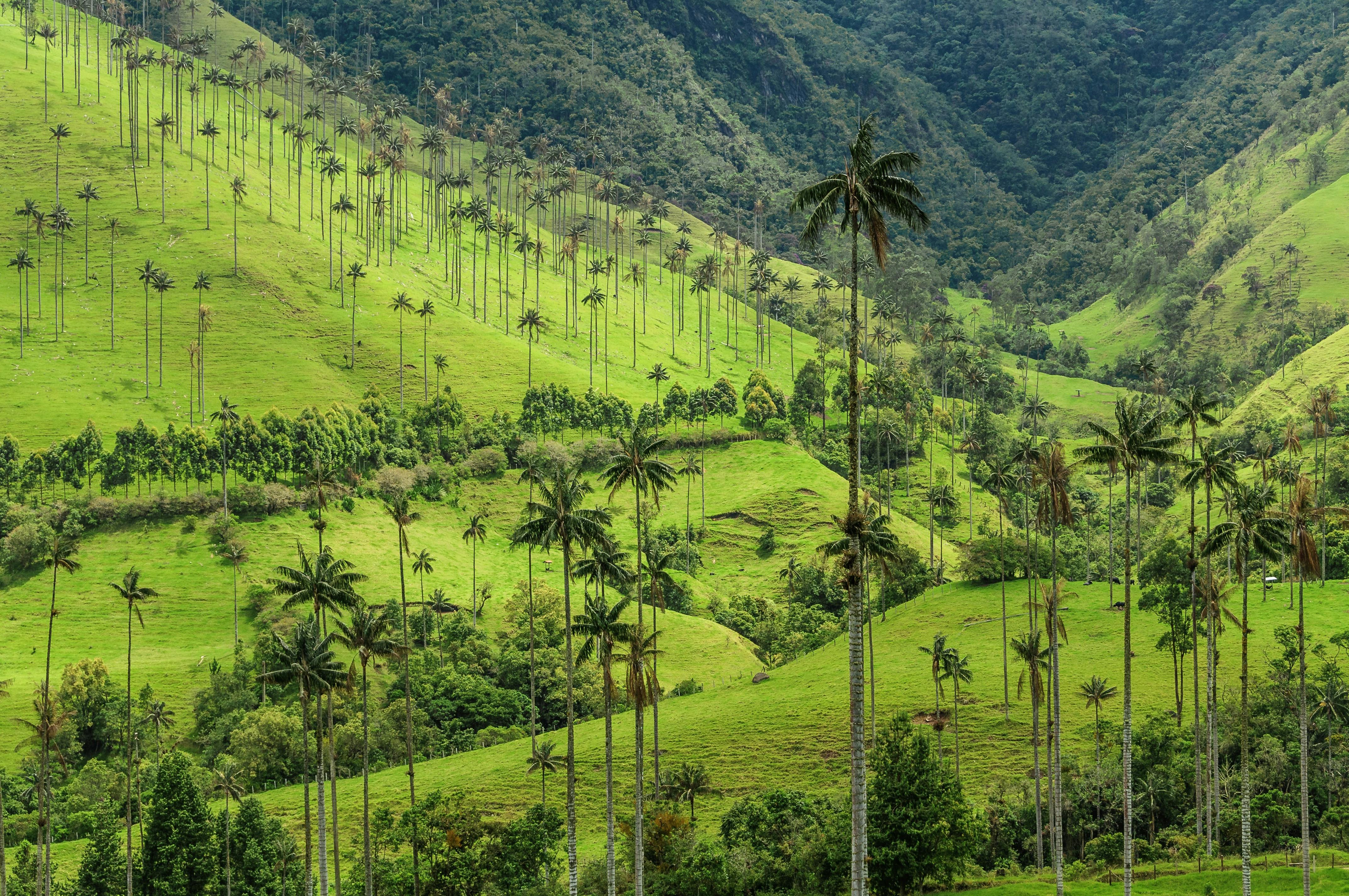 Vi gad godt at besøge Cocora Valley i Colombia! Cocora Valley, Colombia