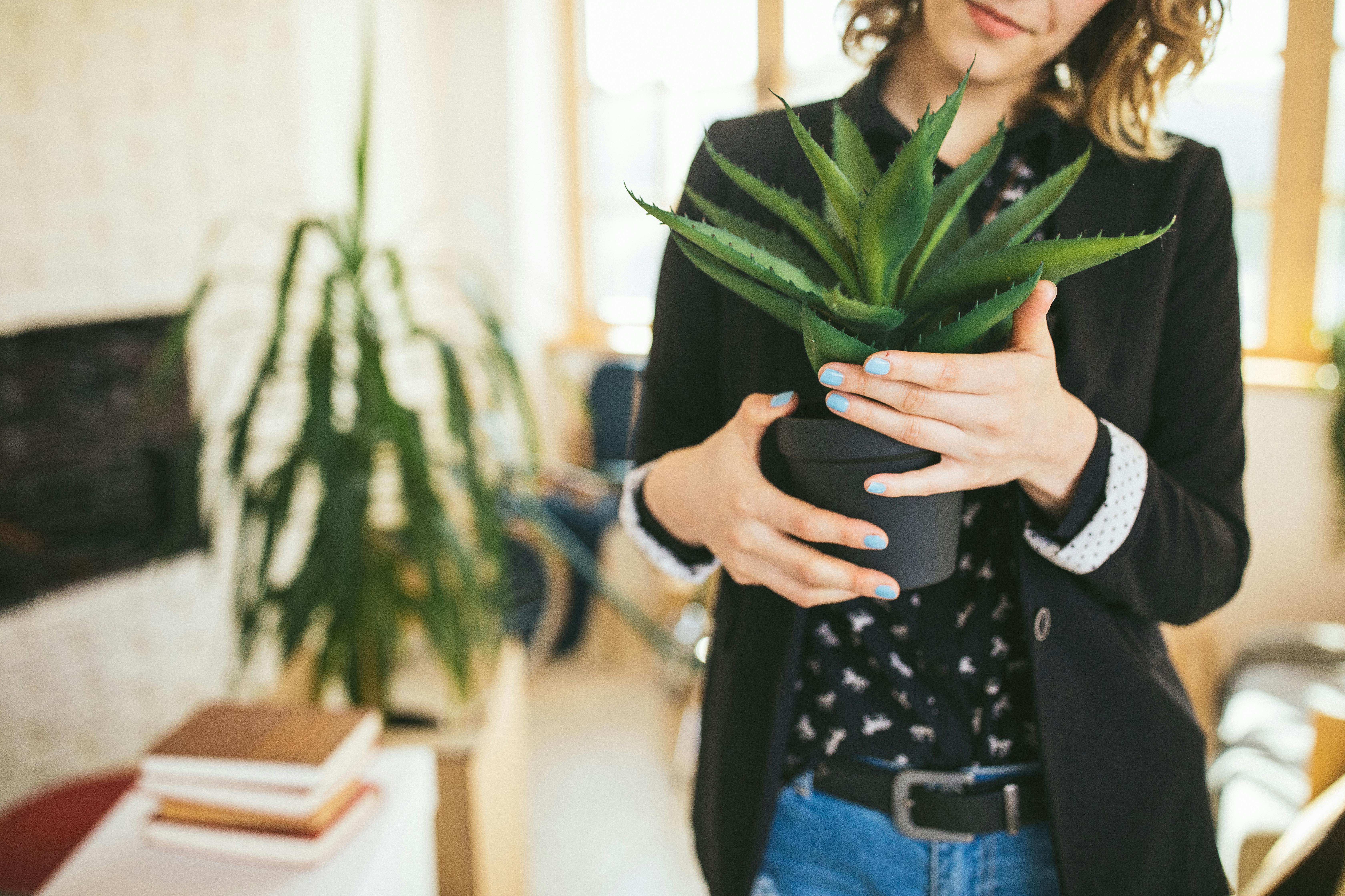 Aloe Vera plantens blade har en helende effekt. Kvinde med Aloe Vera plante