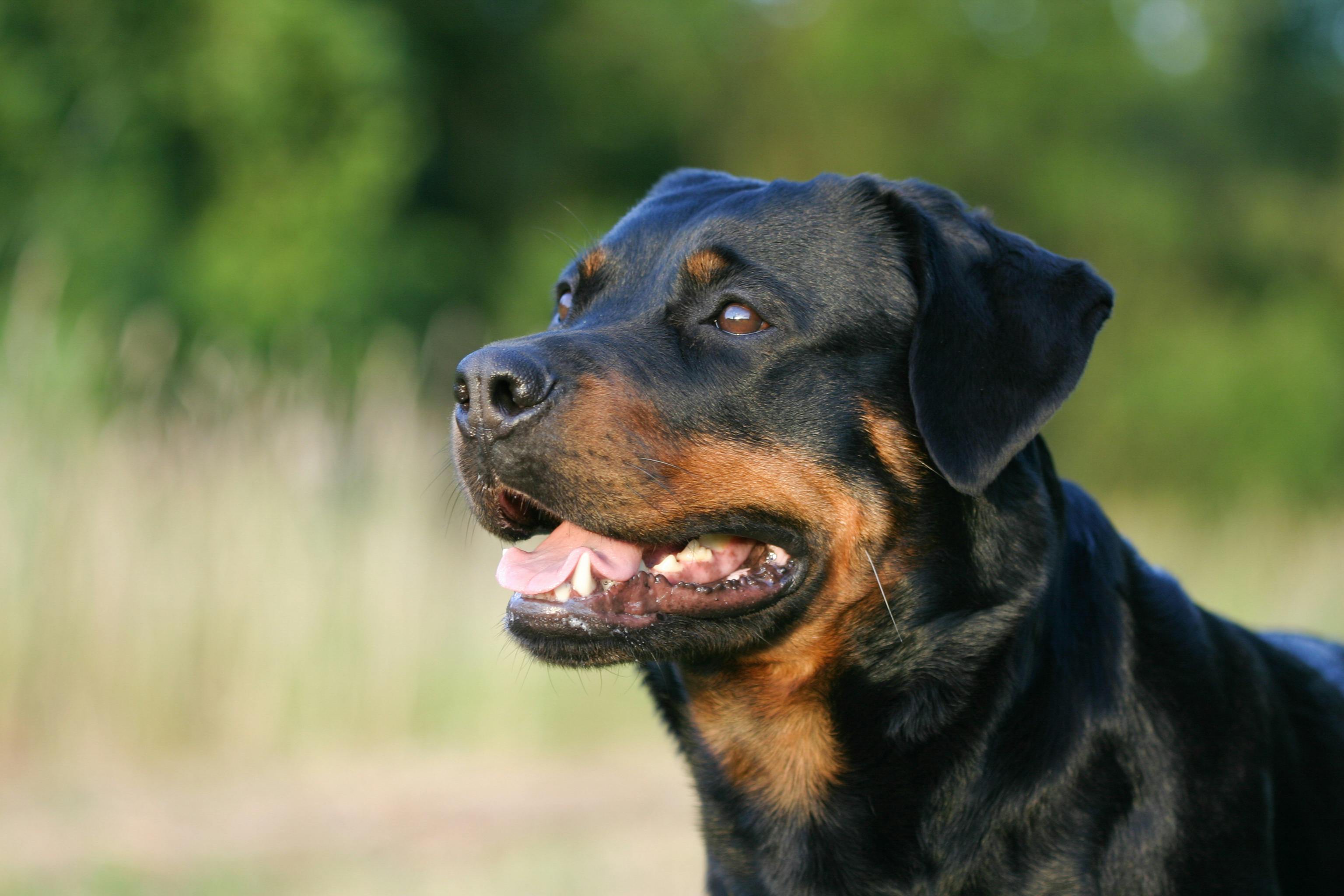 Krebsen vil fungere godt sammen med en Rottweiler. Stjernetegnet Krebsen passer med hunderacer Rottweiler.
