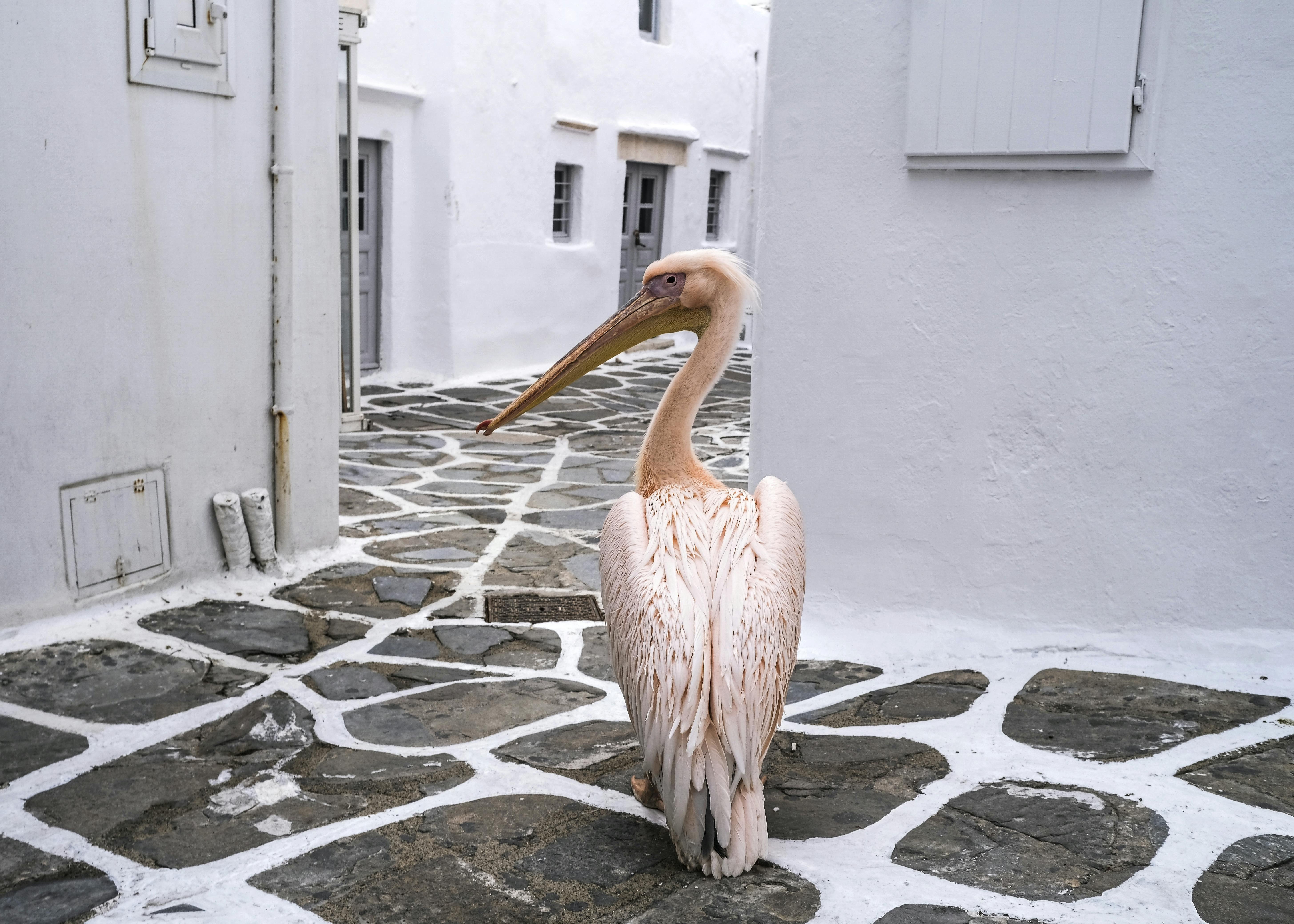 Du kan støde på pelikaner på øen Mykonos. Også i byen Mykonos. rejseguide, Grækenland, Kykladerne, Mykonos
