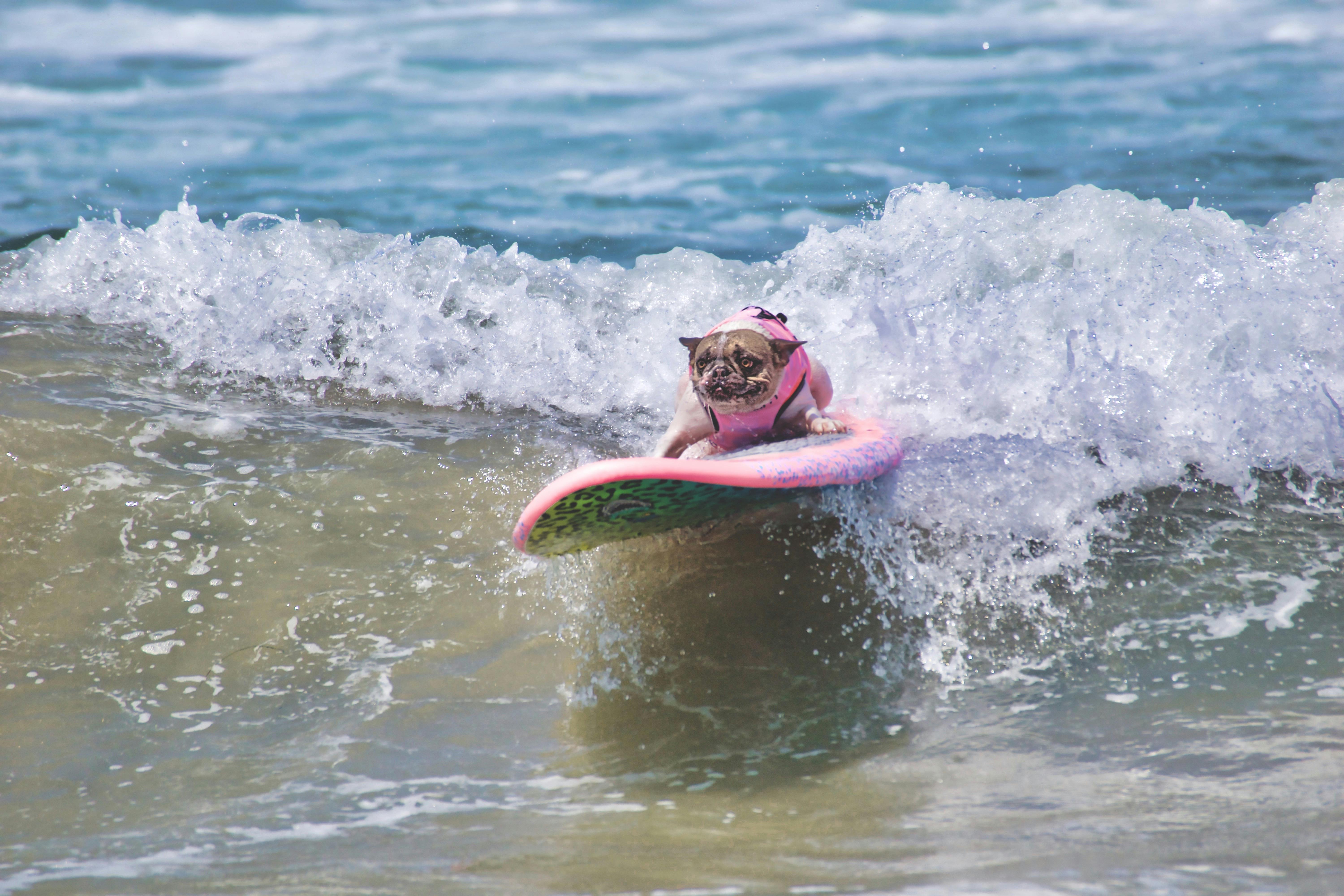 Måske verdens mest nuttede job – hunde-surf-instruktør! Hund surfer