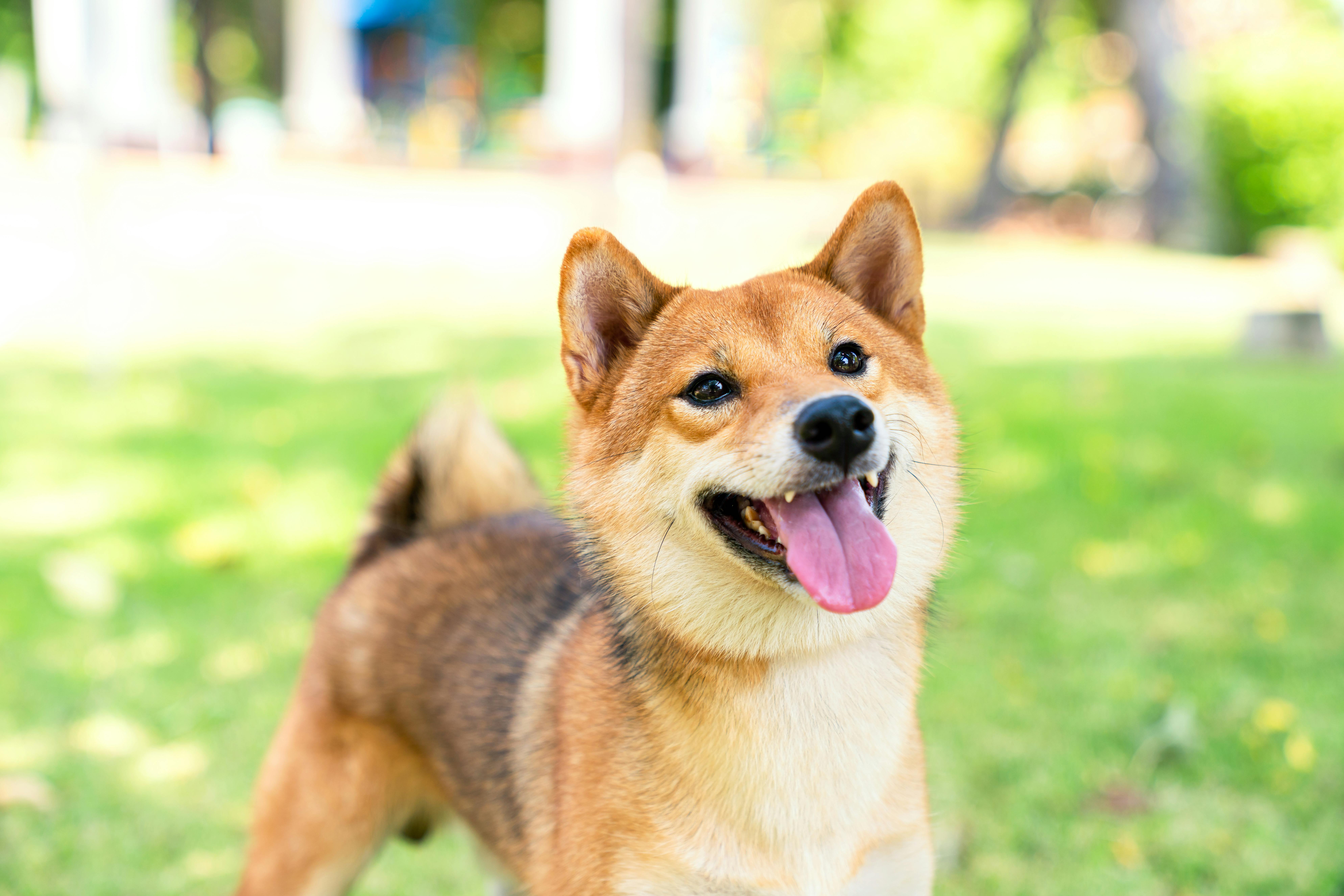 En Shiba Inu er en perfekt hund til Stenbukken. Hunden Shiba Inu passer godt til stjernetegnet Stenbukken