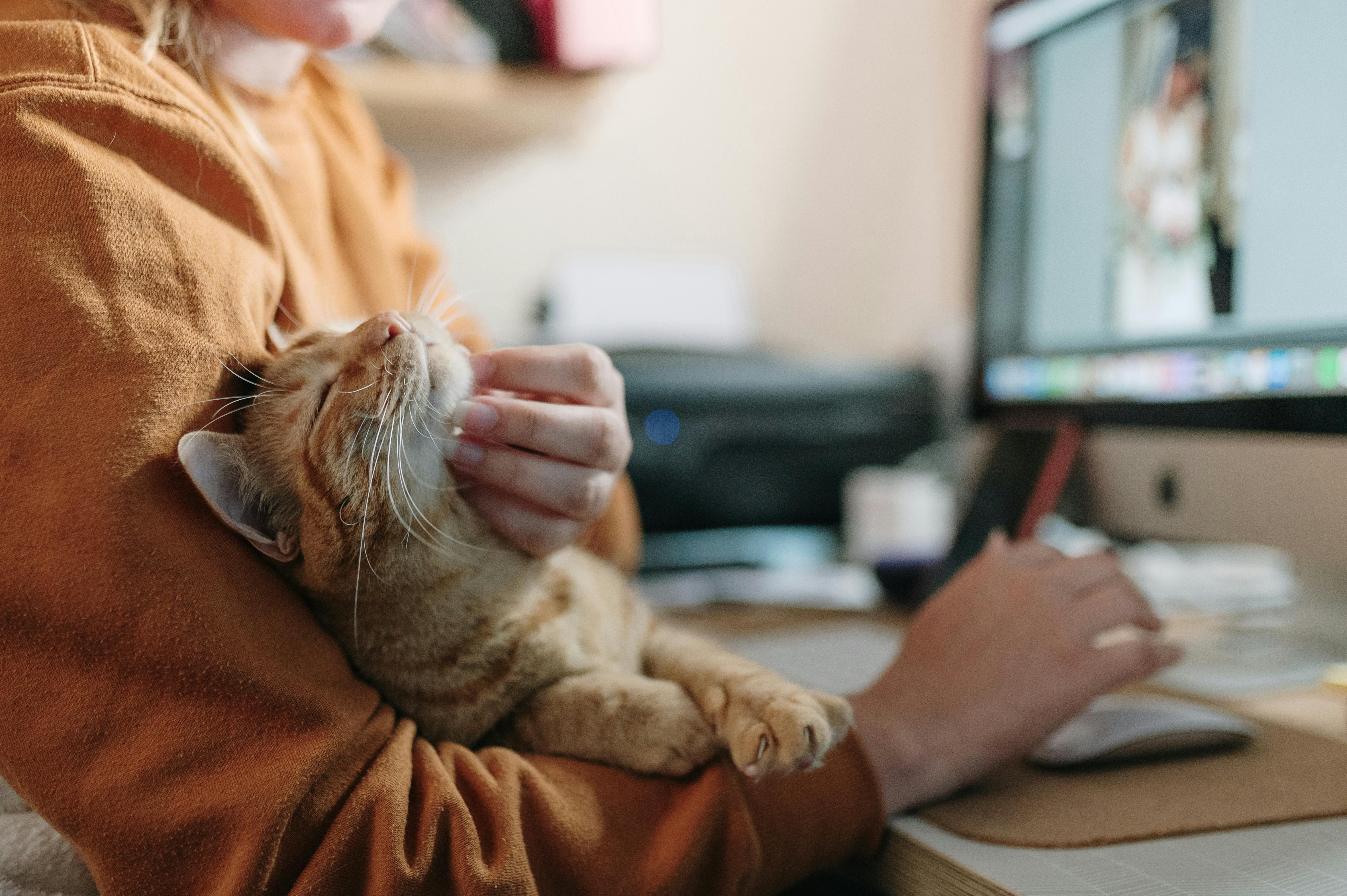 Stenbukken skal have en kat som kæledyr. Stenbukken kat som kæledyr.