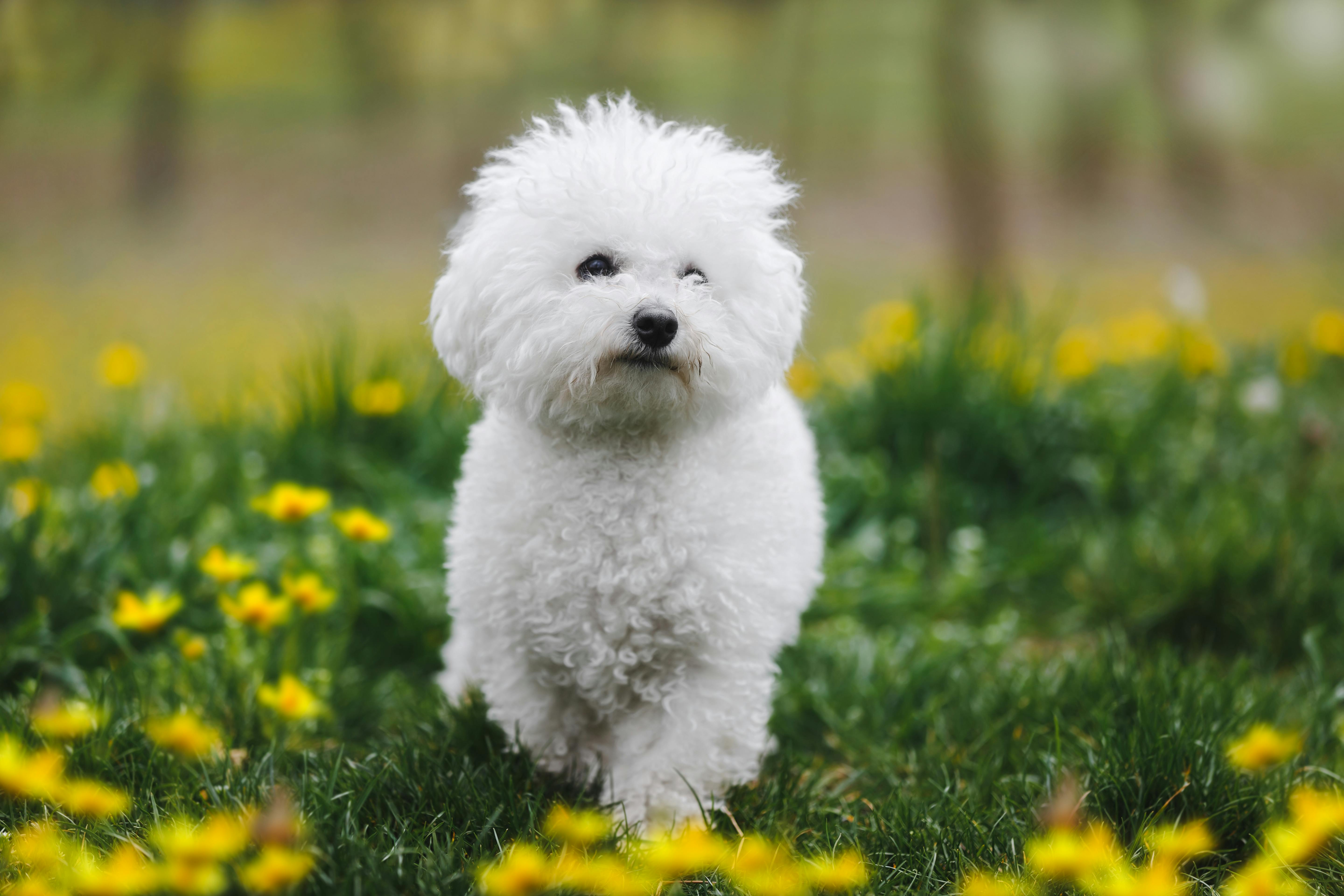 En Bichon Frise er den perfekte hund til Tvillingen. Hunden Bichon Frise passer godt til stjernetegnet Tvillingen.