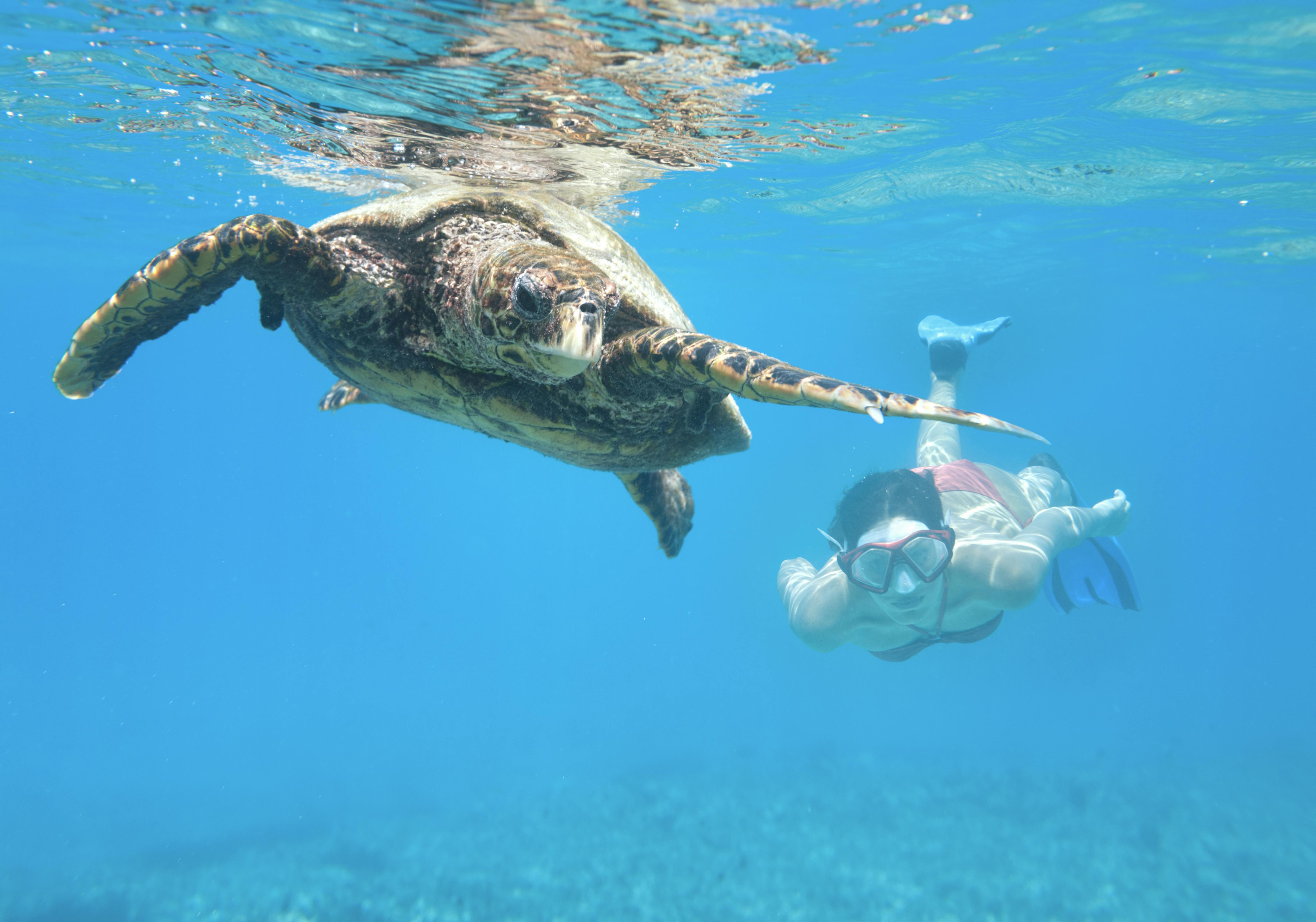 Du kan svømme med skildpadder på Seychellerne. Seychellerne, Det Indiske Ocean