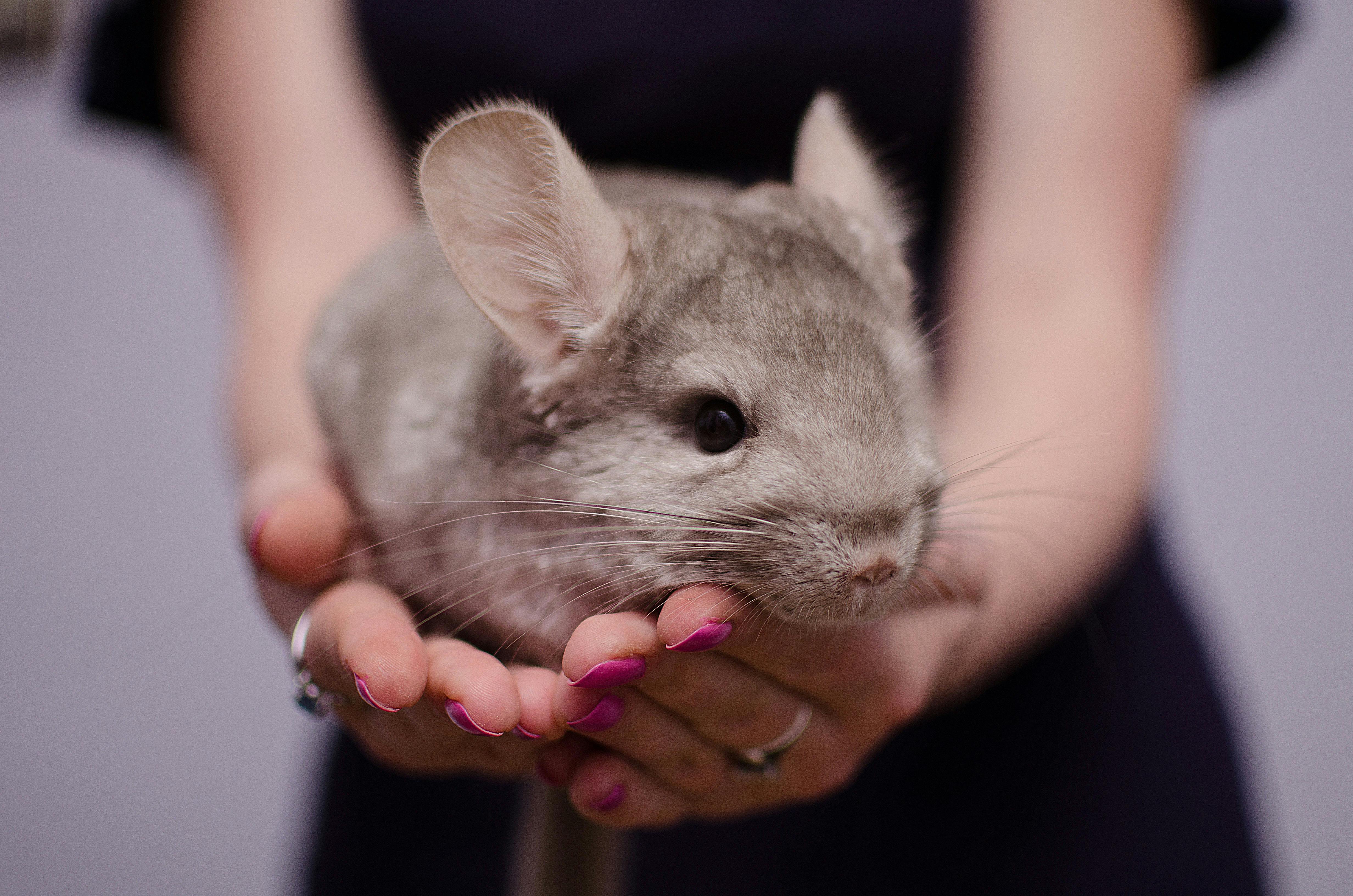 Løven skal have en chinchilla som kæledyr. Løven skal have en chinchilla som kæledyr
