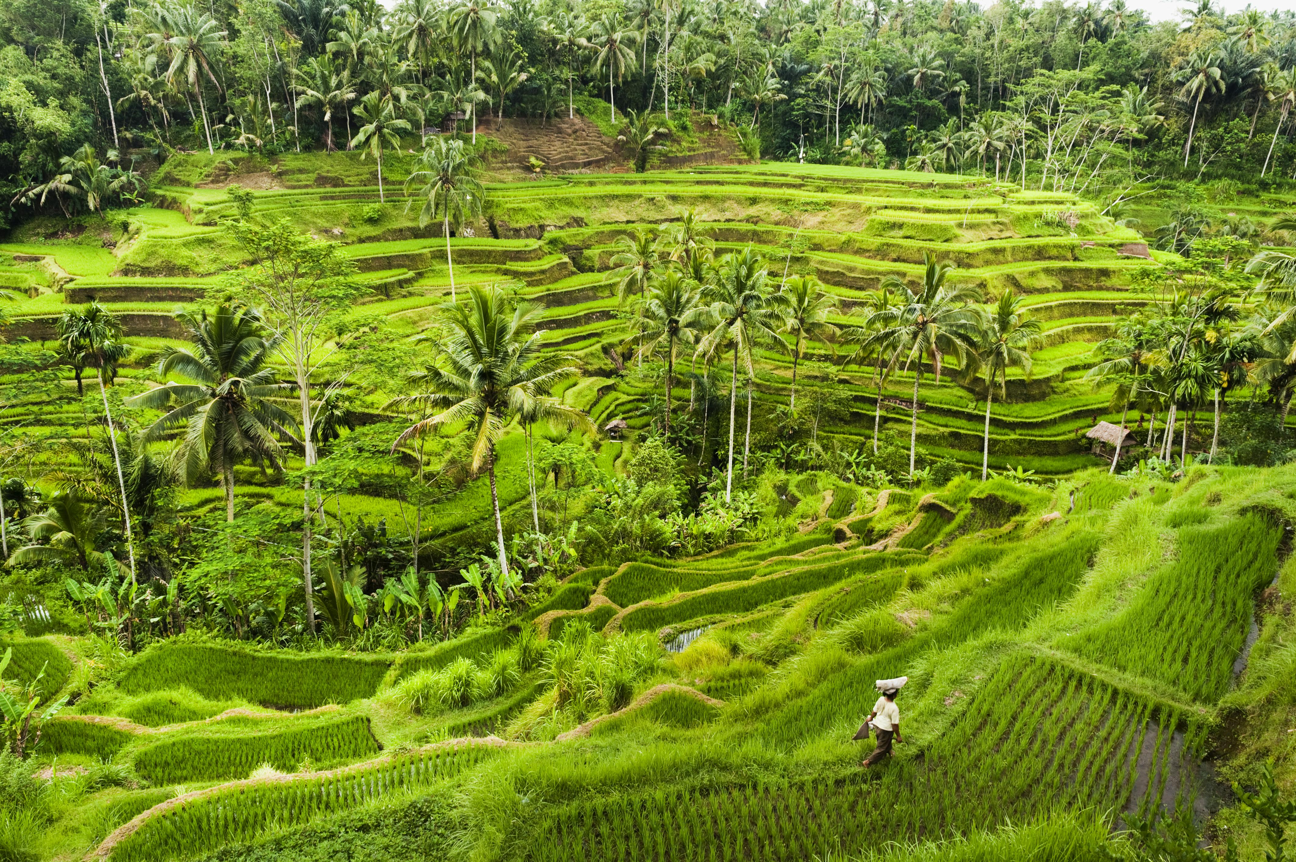 bali rismarkene