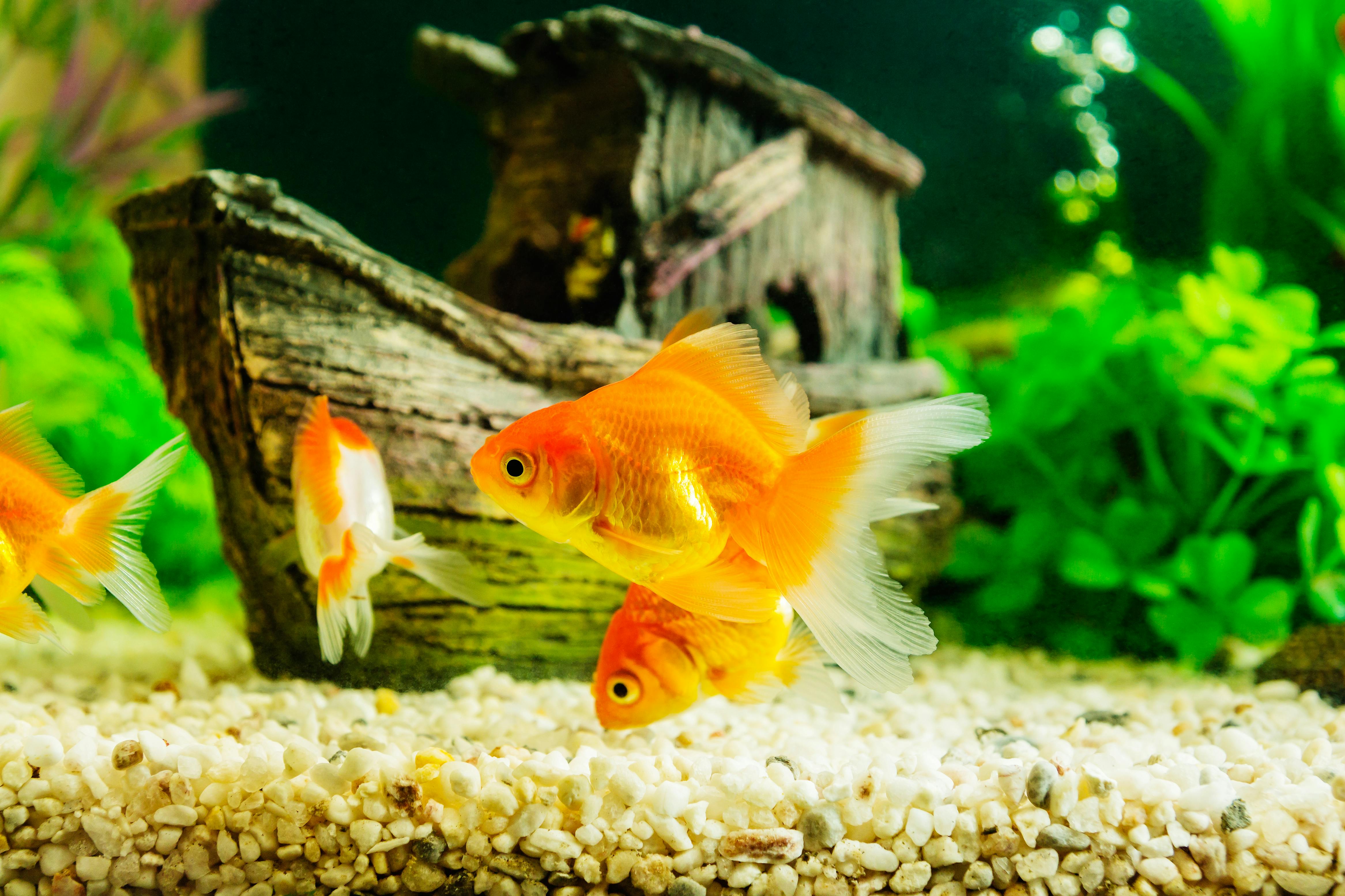 Krebsen skal have fisk (særligt en guldfisk), som kæledyr. Krebsen skal have fisk (særligt en guldfisk), som kæledyr.