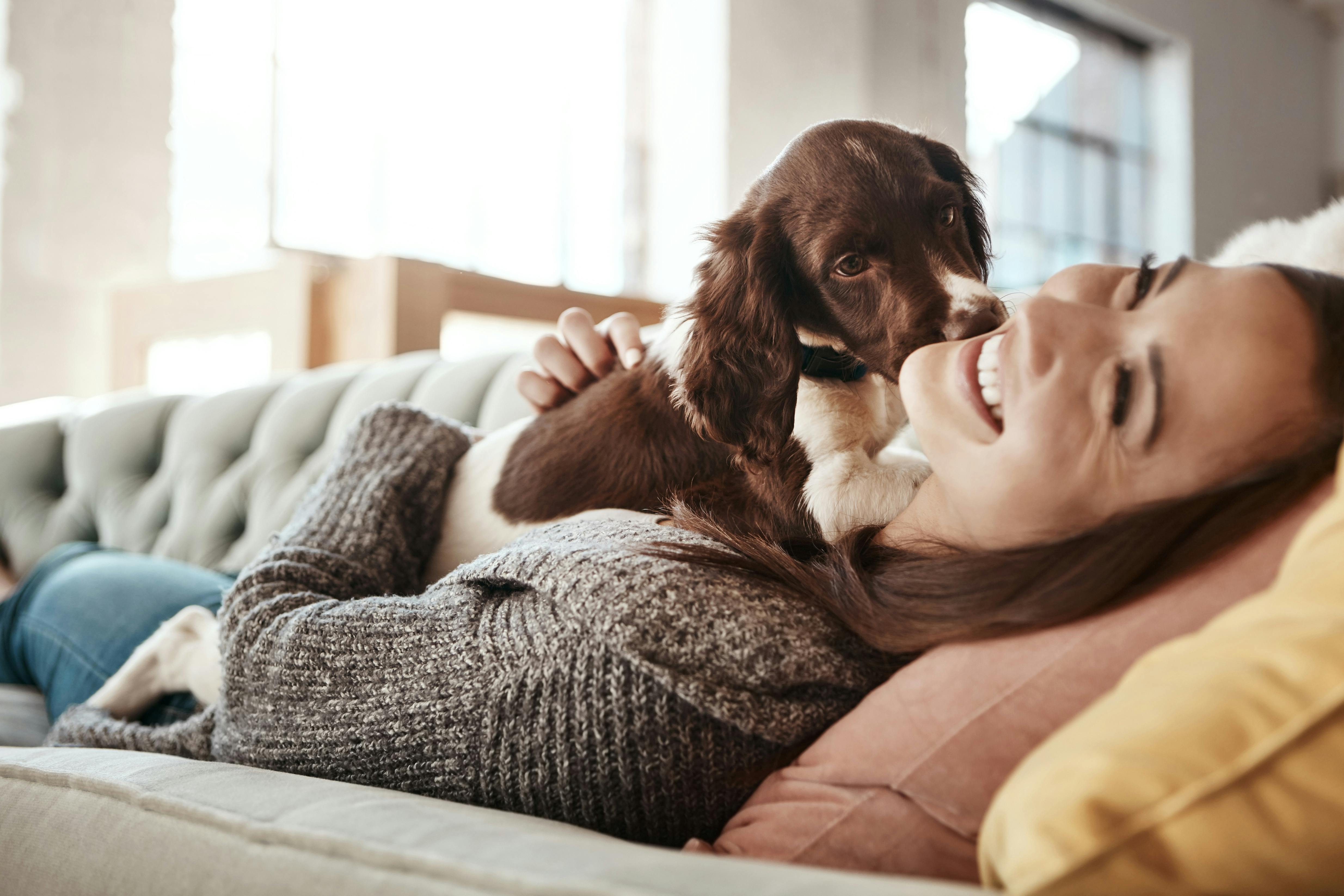 Når din hund slikker på dig, er det ofte for at vise, at du er dens leder. Hund slikker på ejer, mens de ligger på sofaen