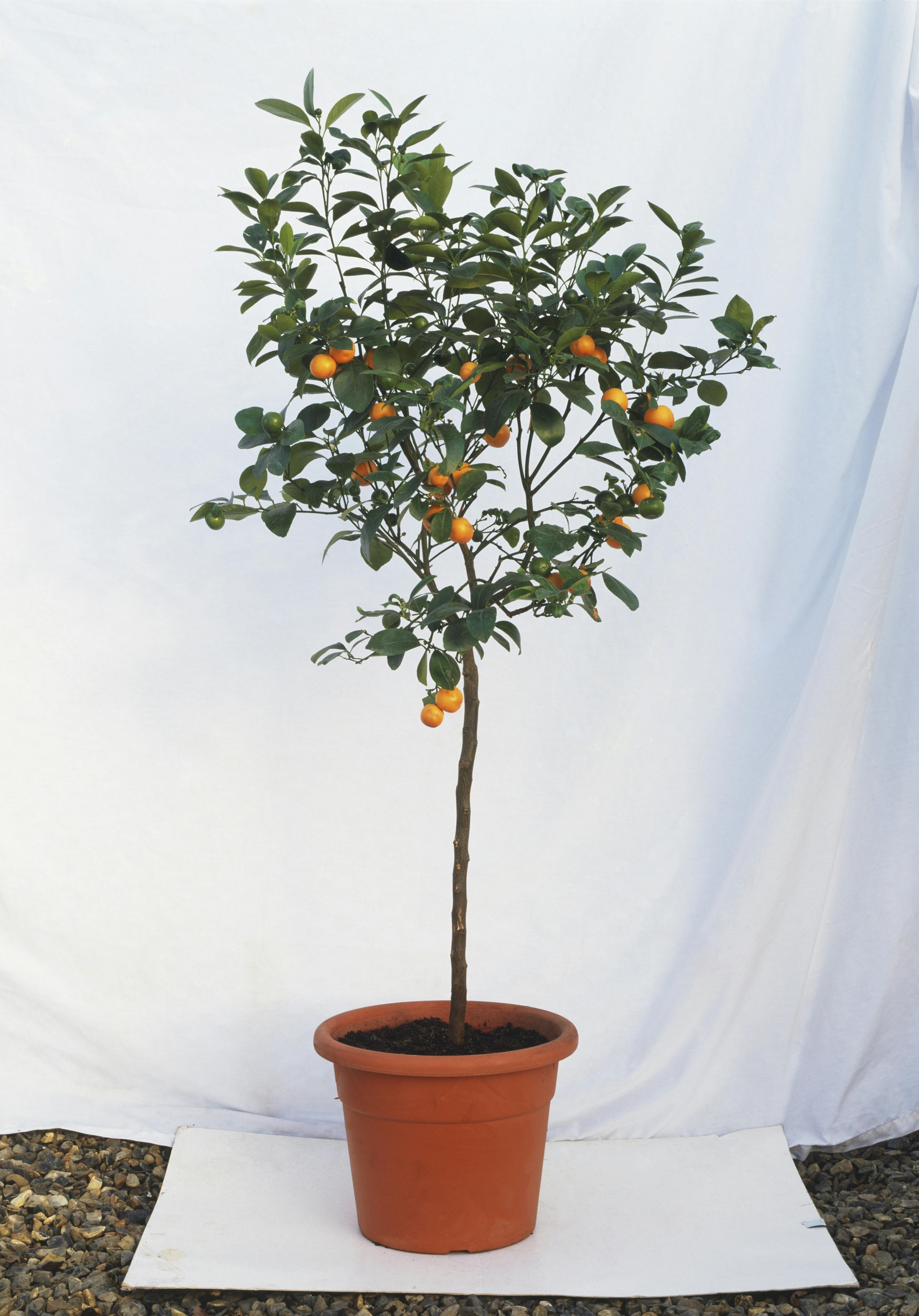 Spiselig Spiselig plante frukt kjøkken
