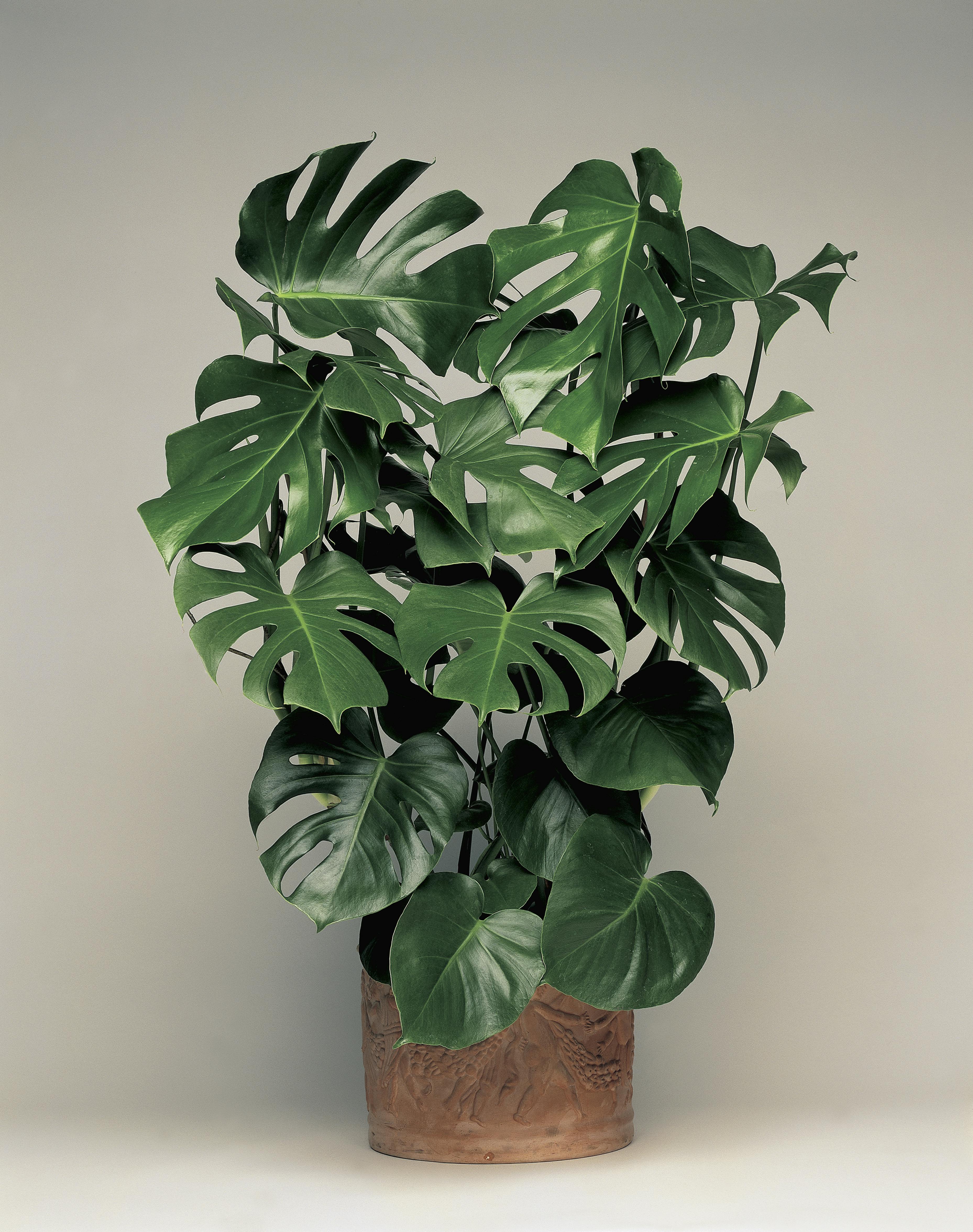 Planten mange har forelsket seg i: Bloggeplante